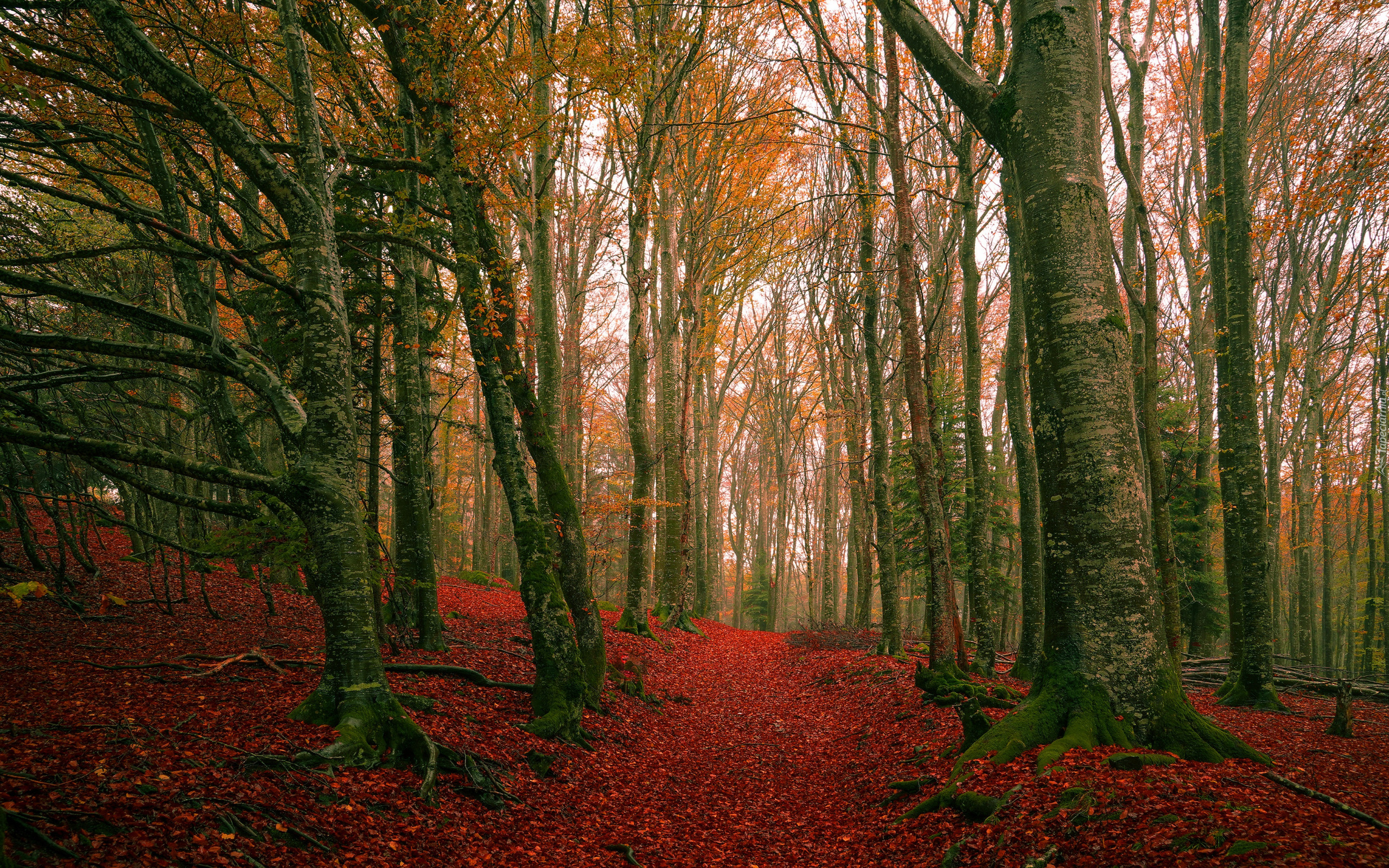 Jesień, Las, Drzewa, Gałęzie, Czerwone, Opadłe, Liście, Ścieżka