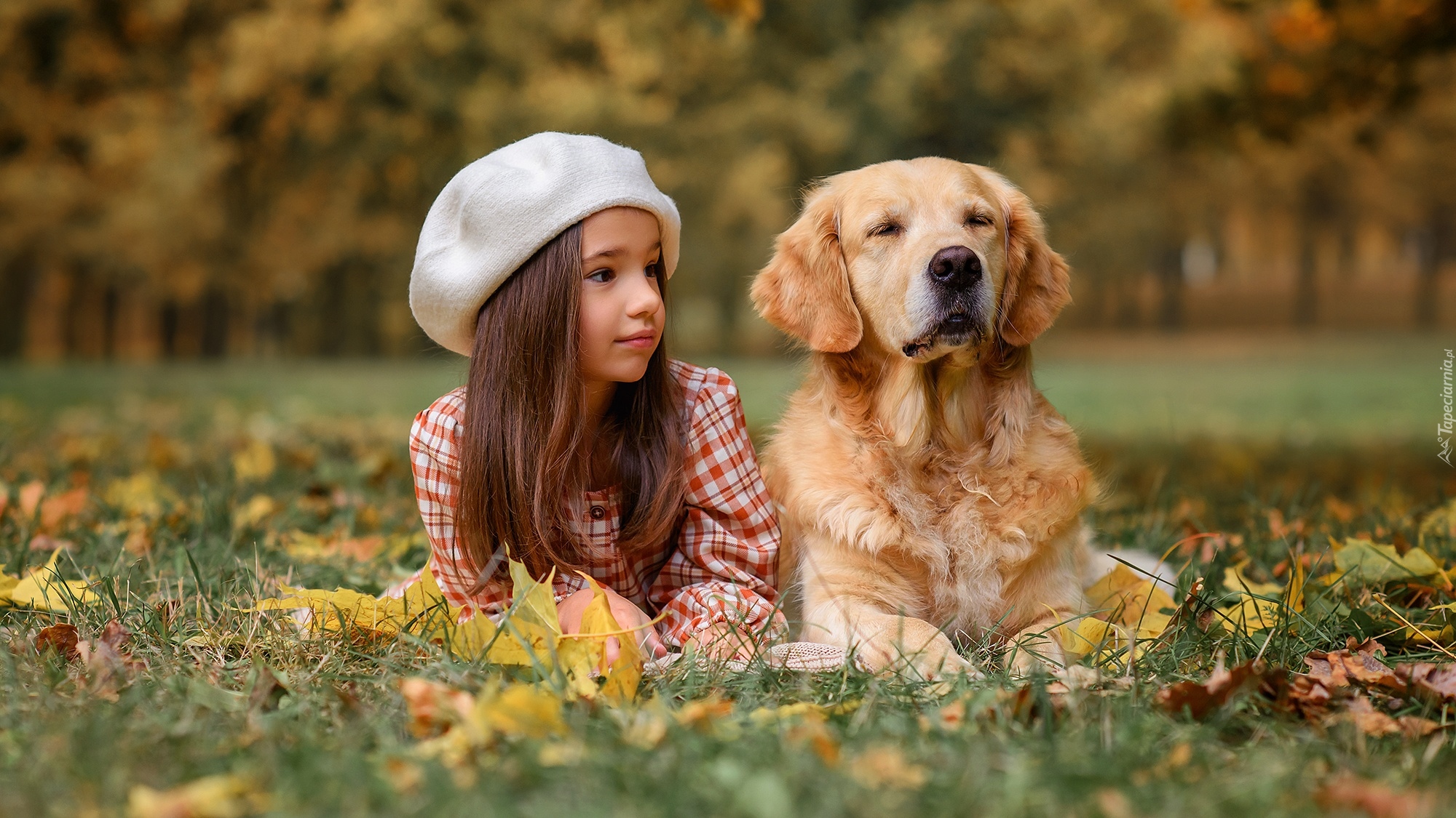 Dziewczynka, Pies, Golden retriever, Łąka, Jesień