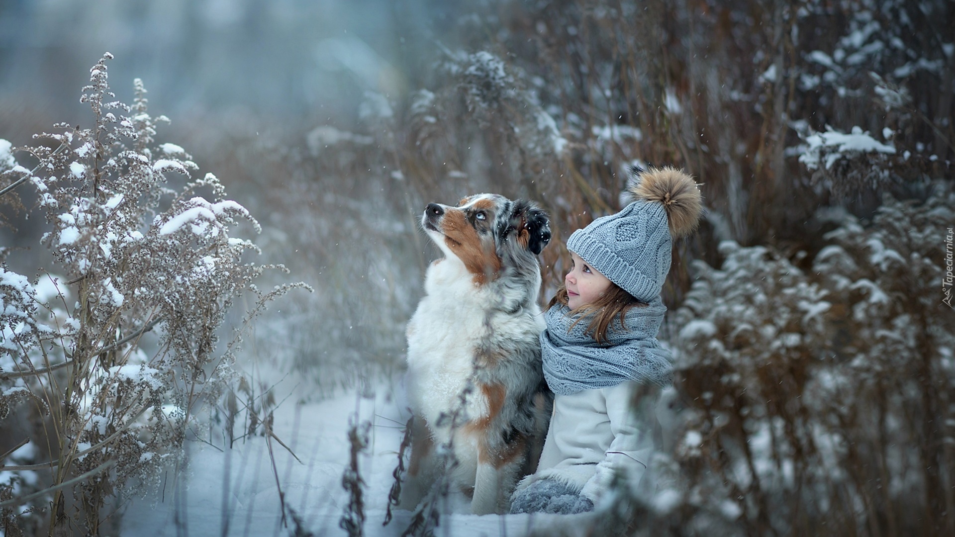 Pies, Owczarek australijski, Dziecko, Dziewczynka, Rośliny, Zima, Śnieg