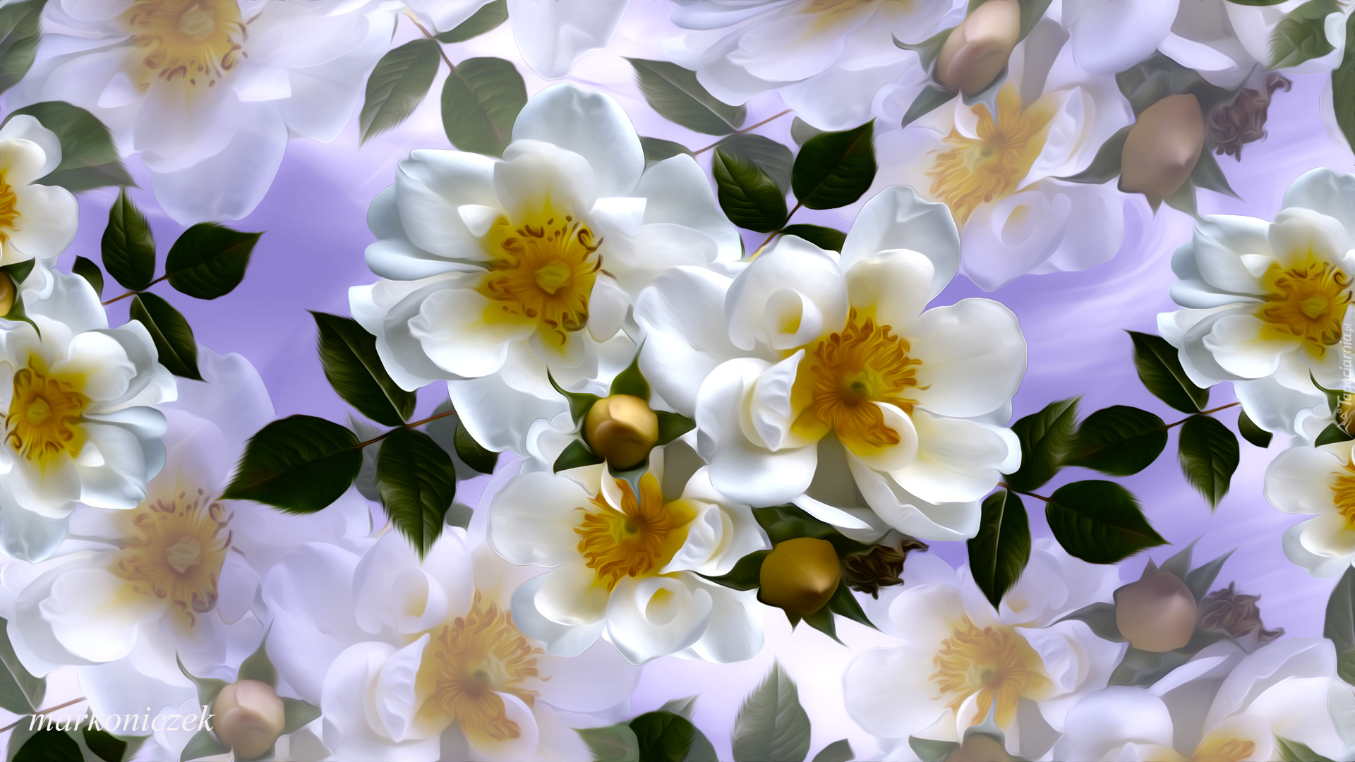 Białe, Kwiaty, Dzika róża, Grafika