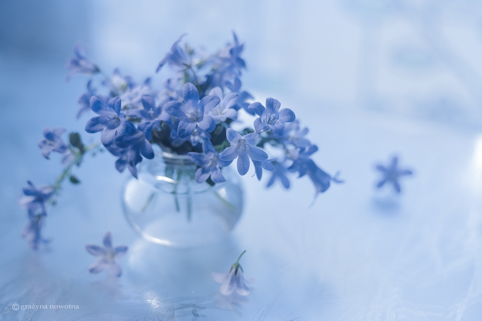 Campanula, Dzwonki dalmatyńskie, Niebieskie, Kwiaty