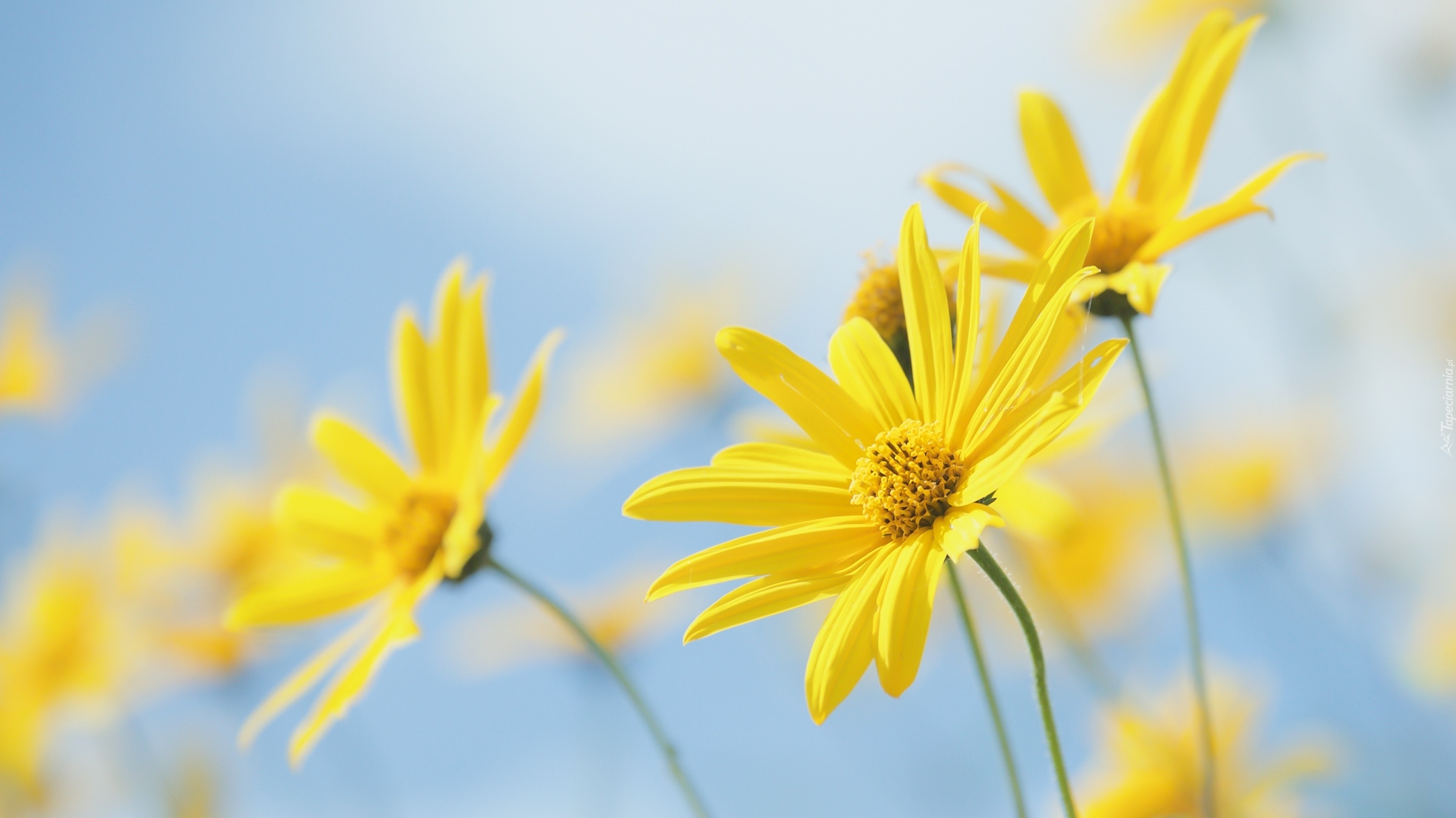 Żółte, Kwiaty, Euryops pectinatus