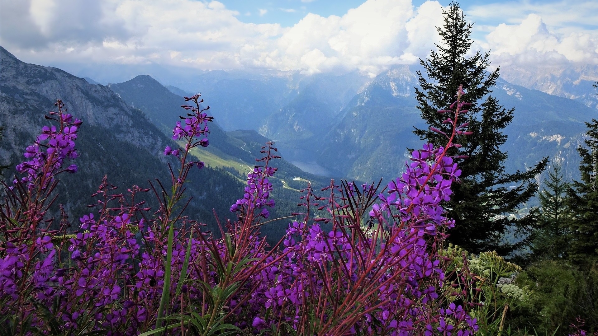 Góry, Alpy Berchtesgadeńskie, Drzewa, Fioletowe, Kwiaty, Berchtesgaden, Niemcy