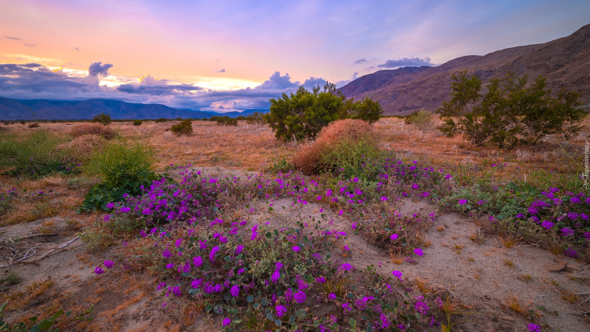 Park stanowy, Anza Borrego Desert, Łąka, Drzewa, Kwiaty, Góry, Kalifornia, Stany Zjednoczone