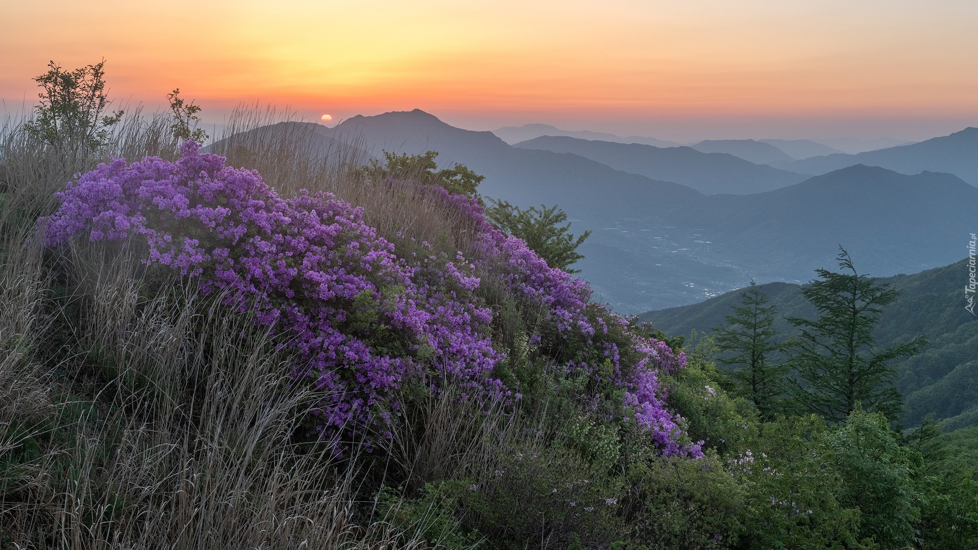 Góry, Góra Baraebong, Wschód słońca, Kwiaty, Różaneczniki, Drzewa, Korea Południowa