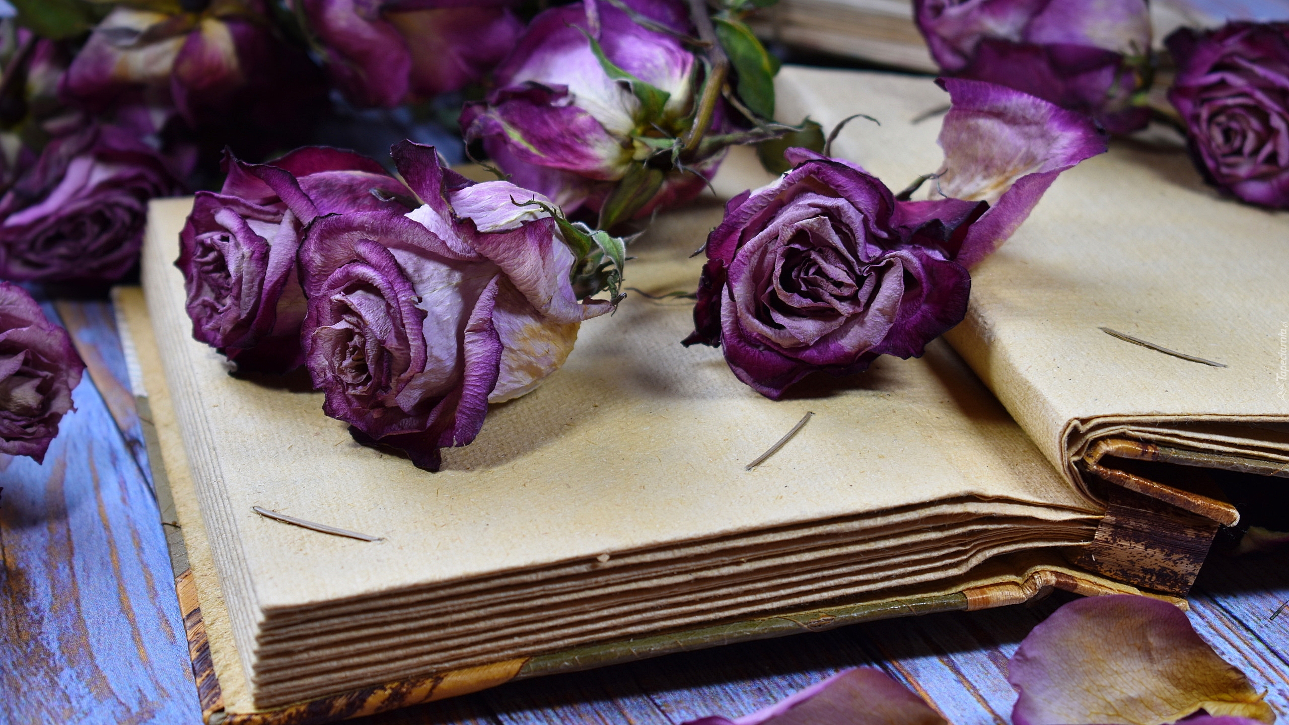 Kwiaty, Fioletowe, Róże, Książka