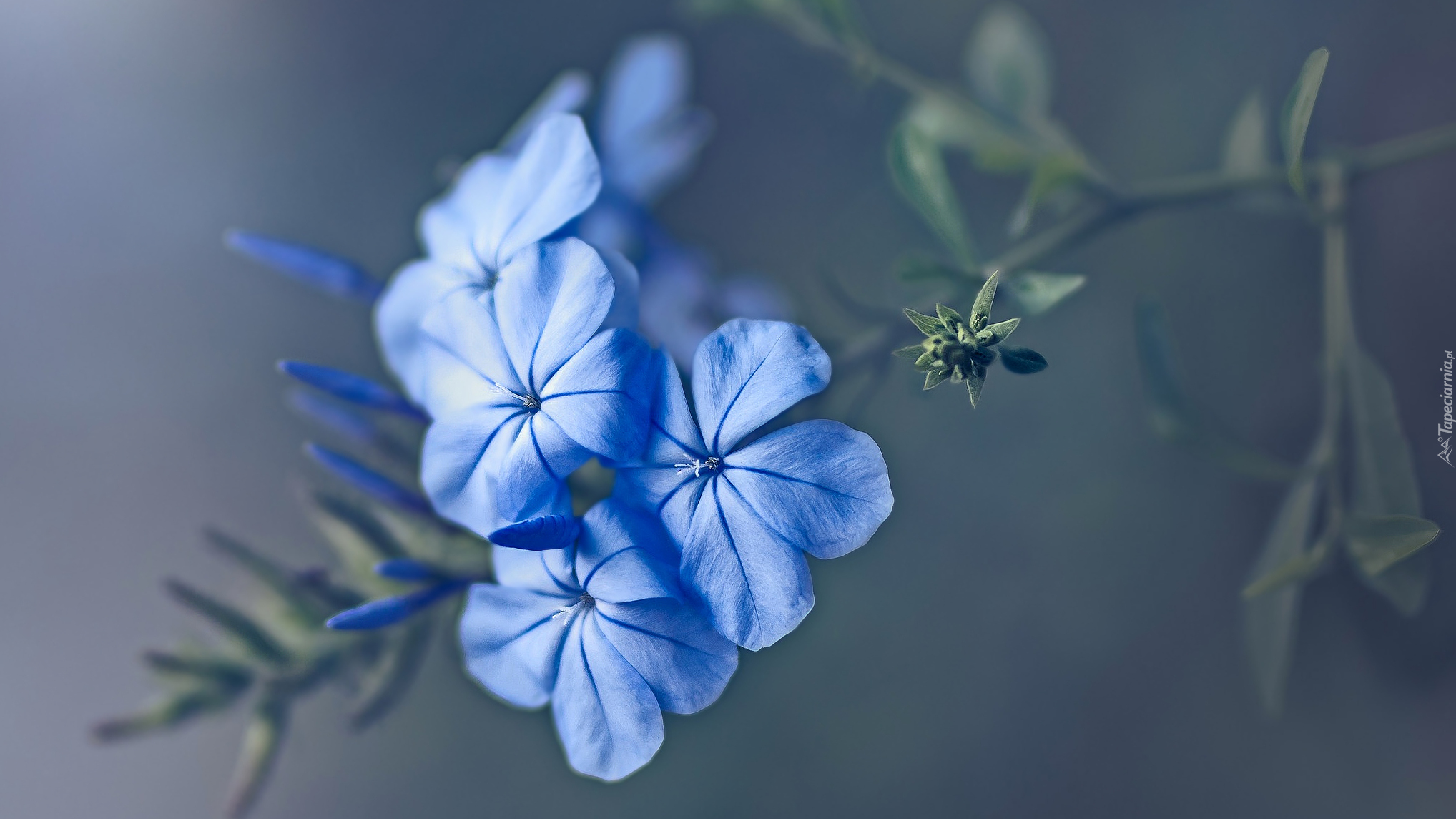 Niebieskie, Kwiaty, Floks, Zbliżenie