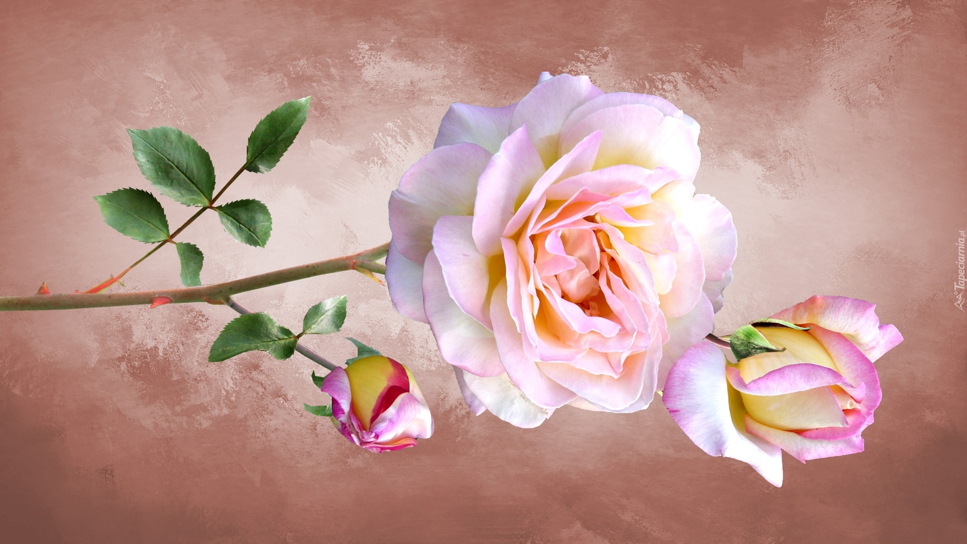 Kwiaty, Róża, Pąki, Grafika 2D