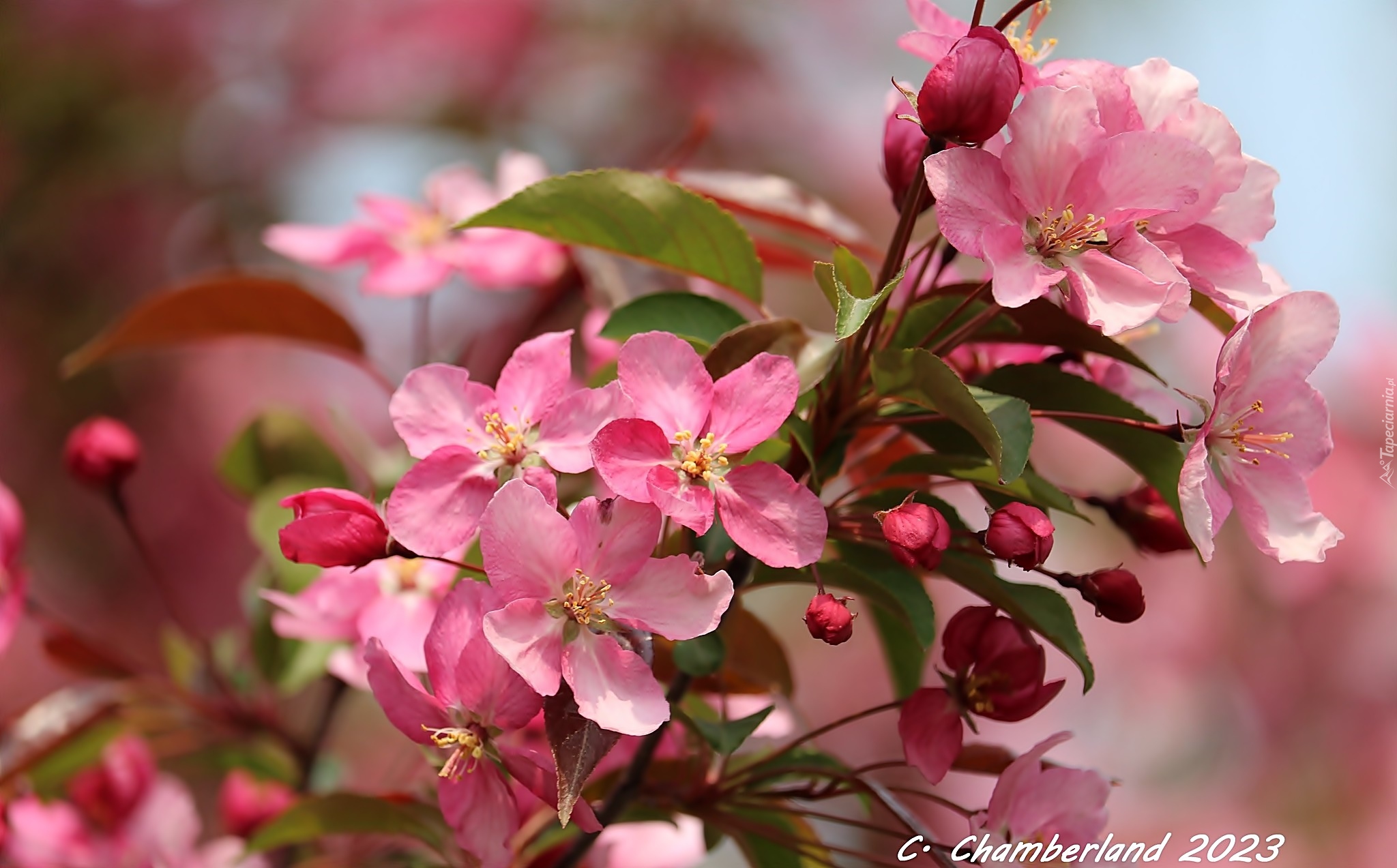 Różowe, Kwiaty, Jabłoń, Drzewo owocowe, Wiosna
