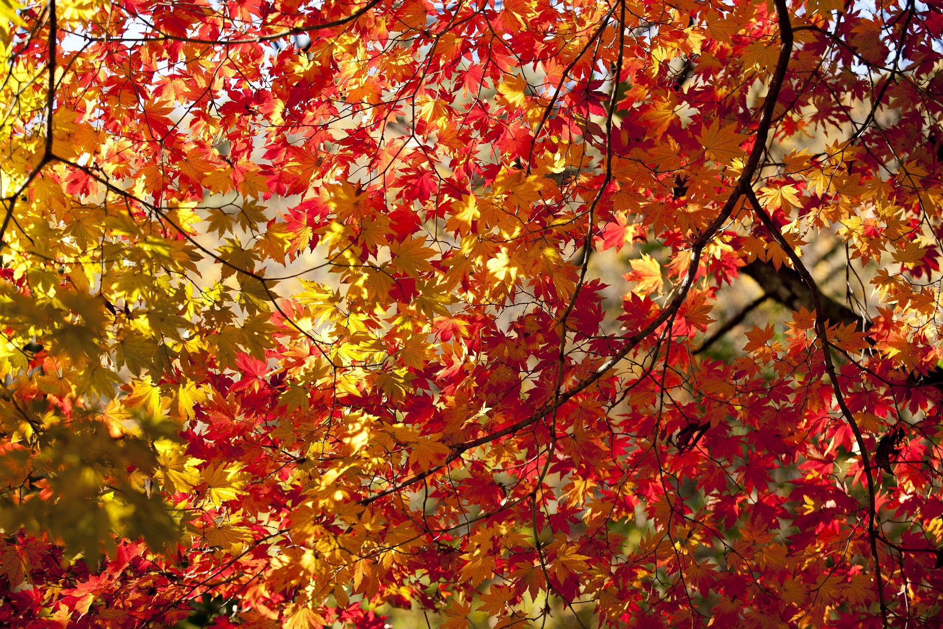 Jesień, Kolorowe, Liście, Gałęzie, Drzewo, Klon