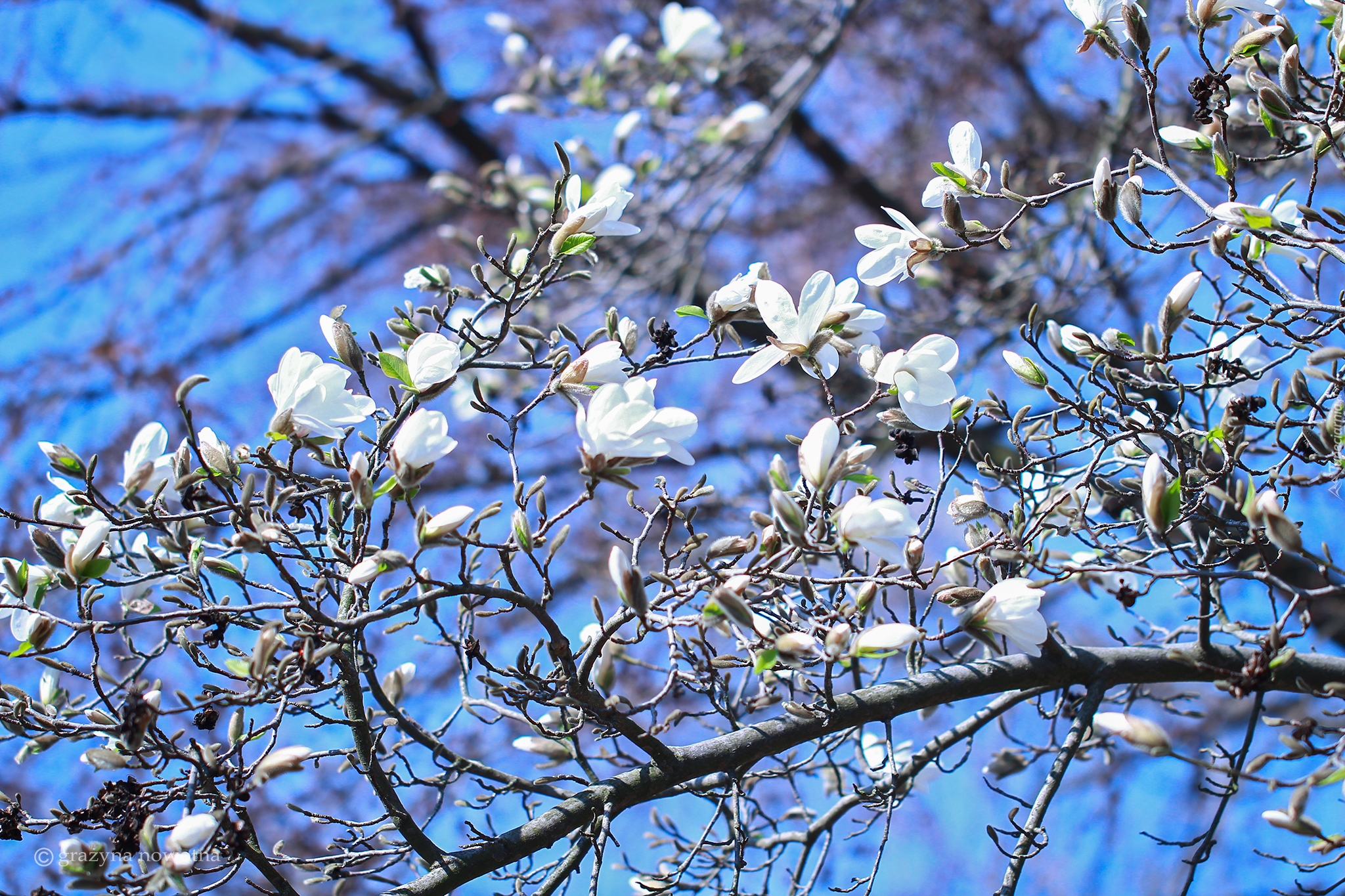 Magnolia, Biała, Krzew, Kwiaty