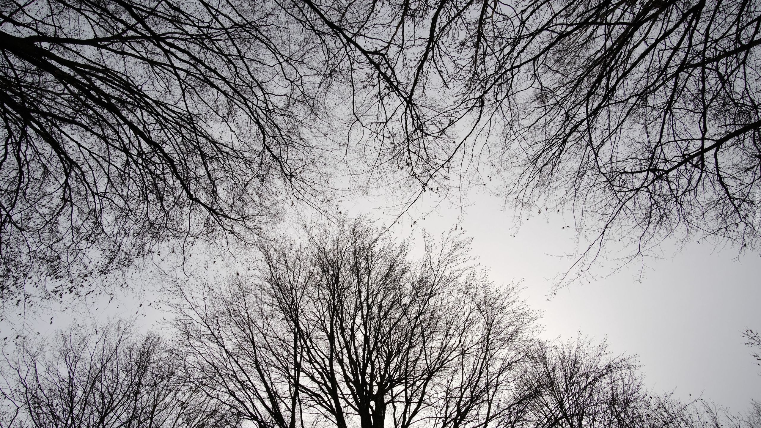 Drzewa, Gałęzie, Niebo, Czarno-białe