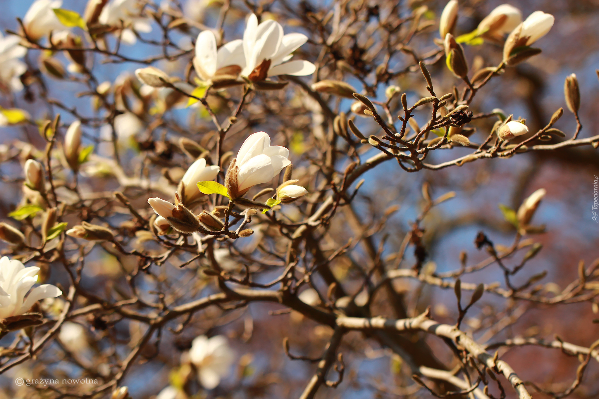 Magnolia, Białe, Kwiaty