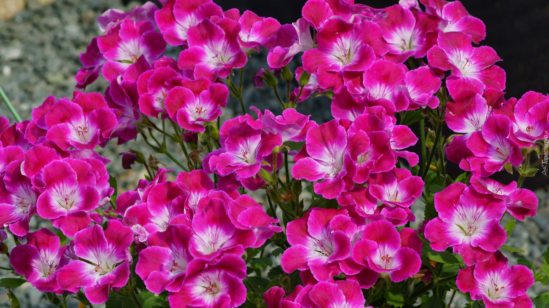 Kwiaty, Różowe, Geranium