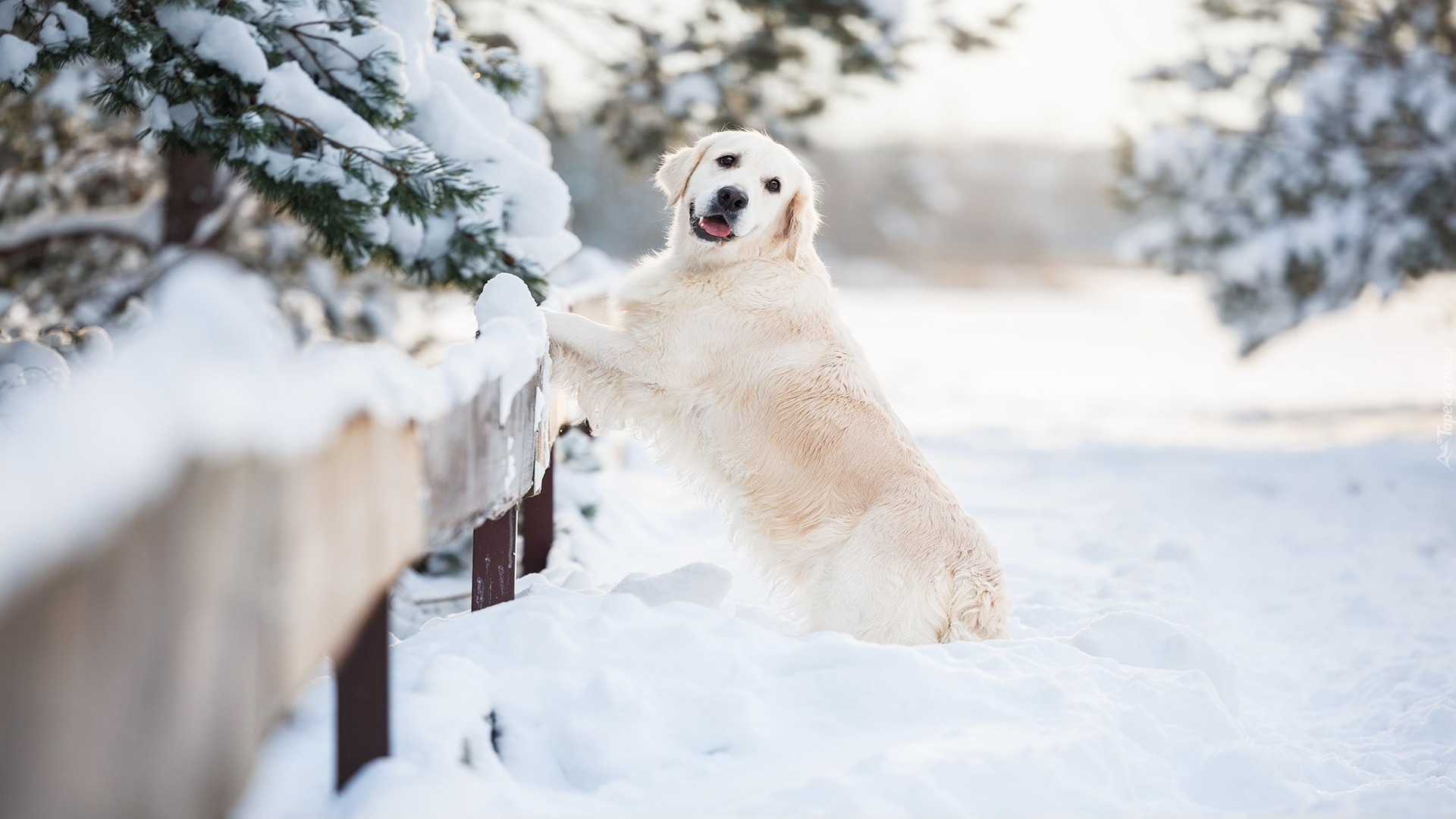 Pies, Golden retriever, Zima, Śnieg, Płot