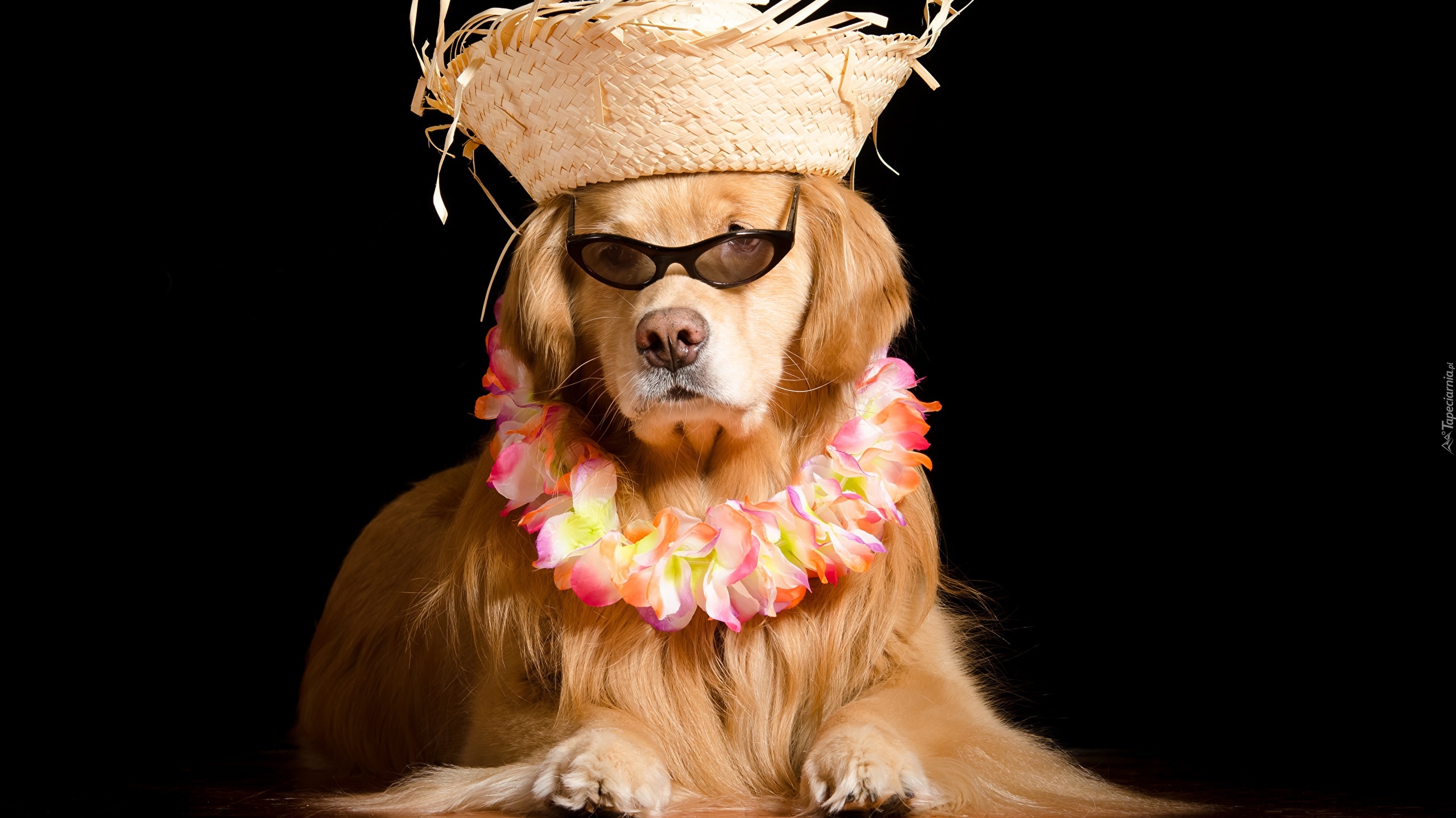 Pies, Golden Retriever, Kapelusz, Okulary, Kwiaty, Korale