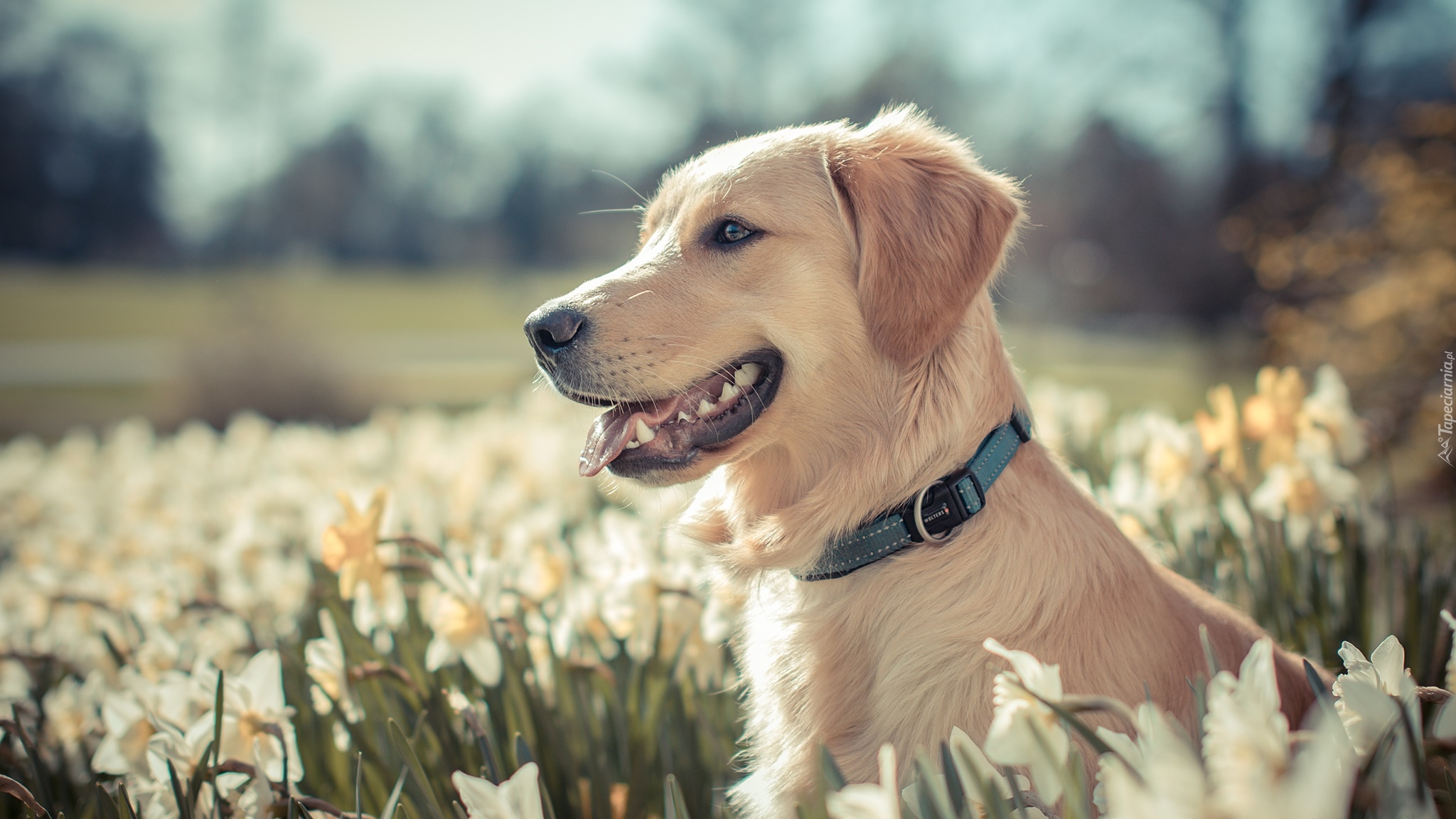 Pies, Golden retriever, Kwiaty