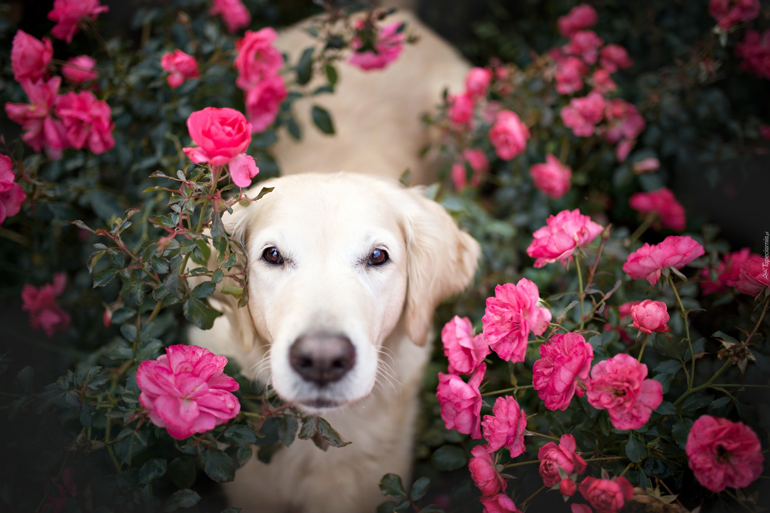 Pies, Golden retriever, Kwiaty, Róże