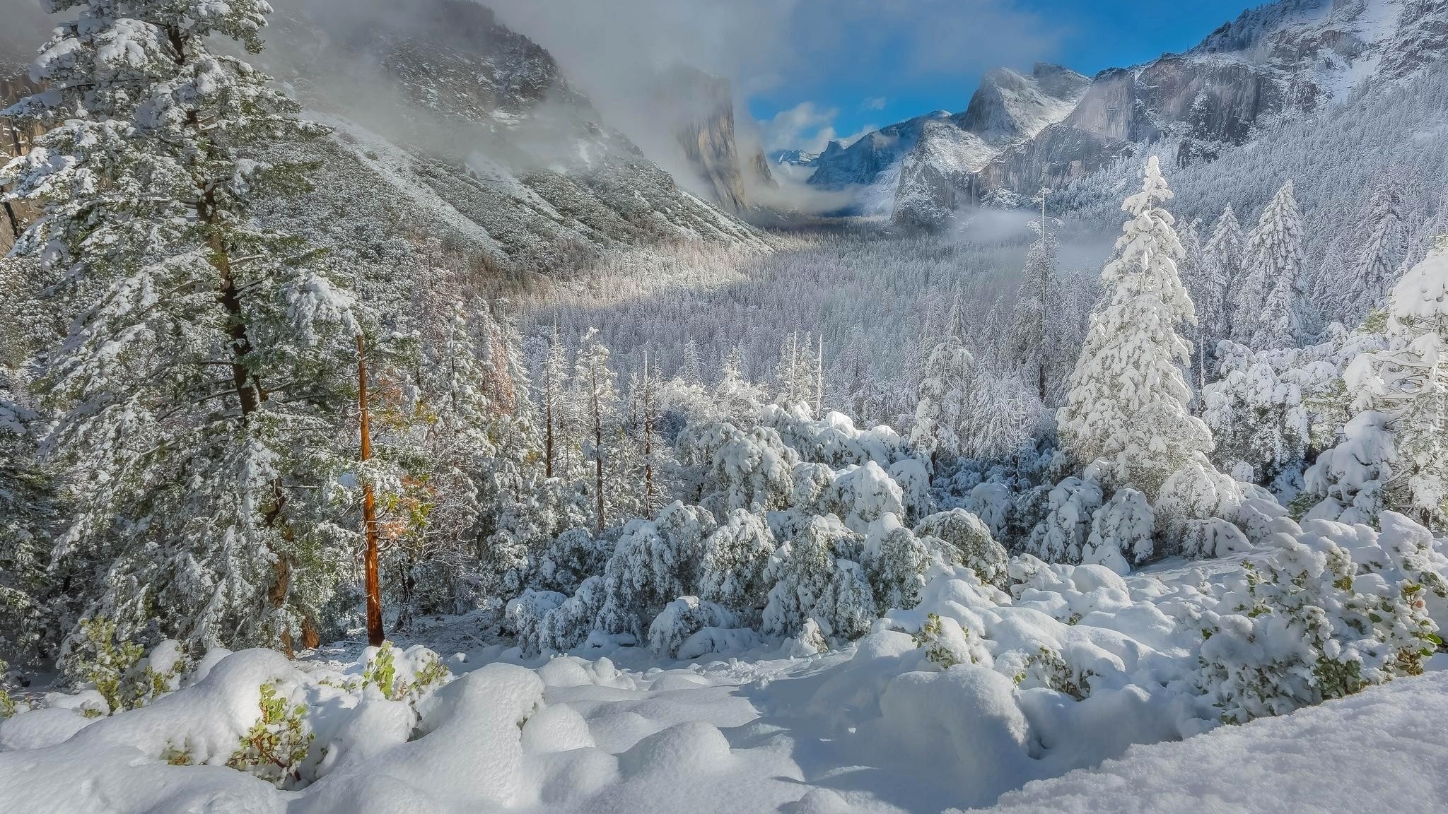 Zima, Góry, Drzewa, Las, Śnieg