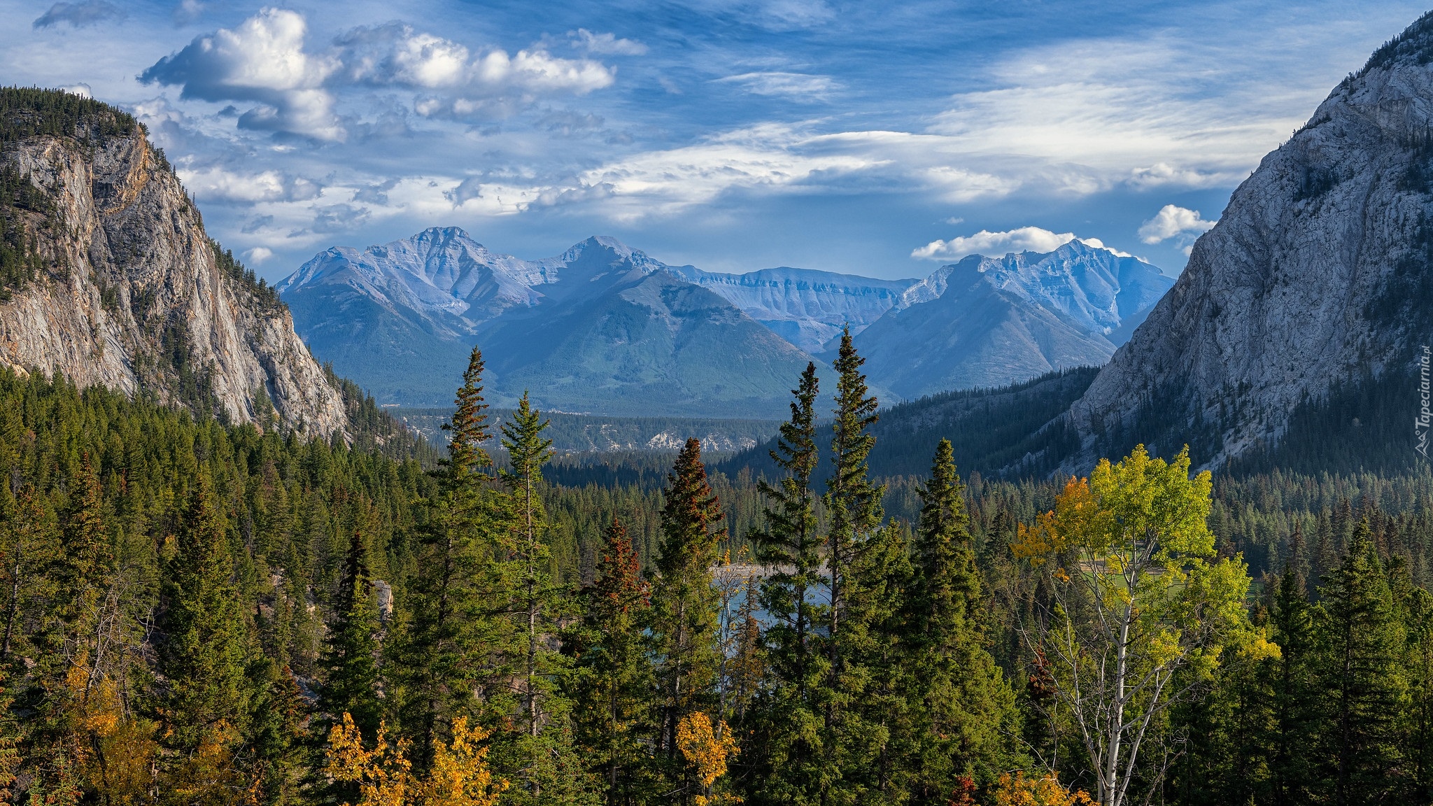 Park Narodowy Banff, Góry Skaliste, Drzewa, Lasy, Alberta, Kanada