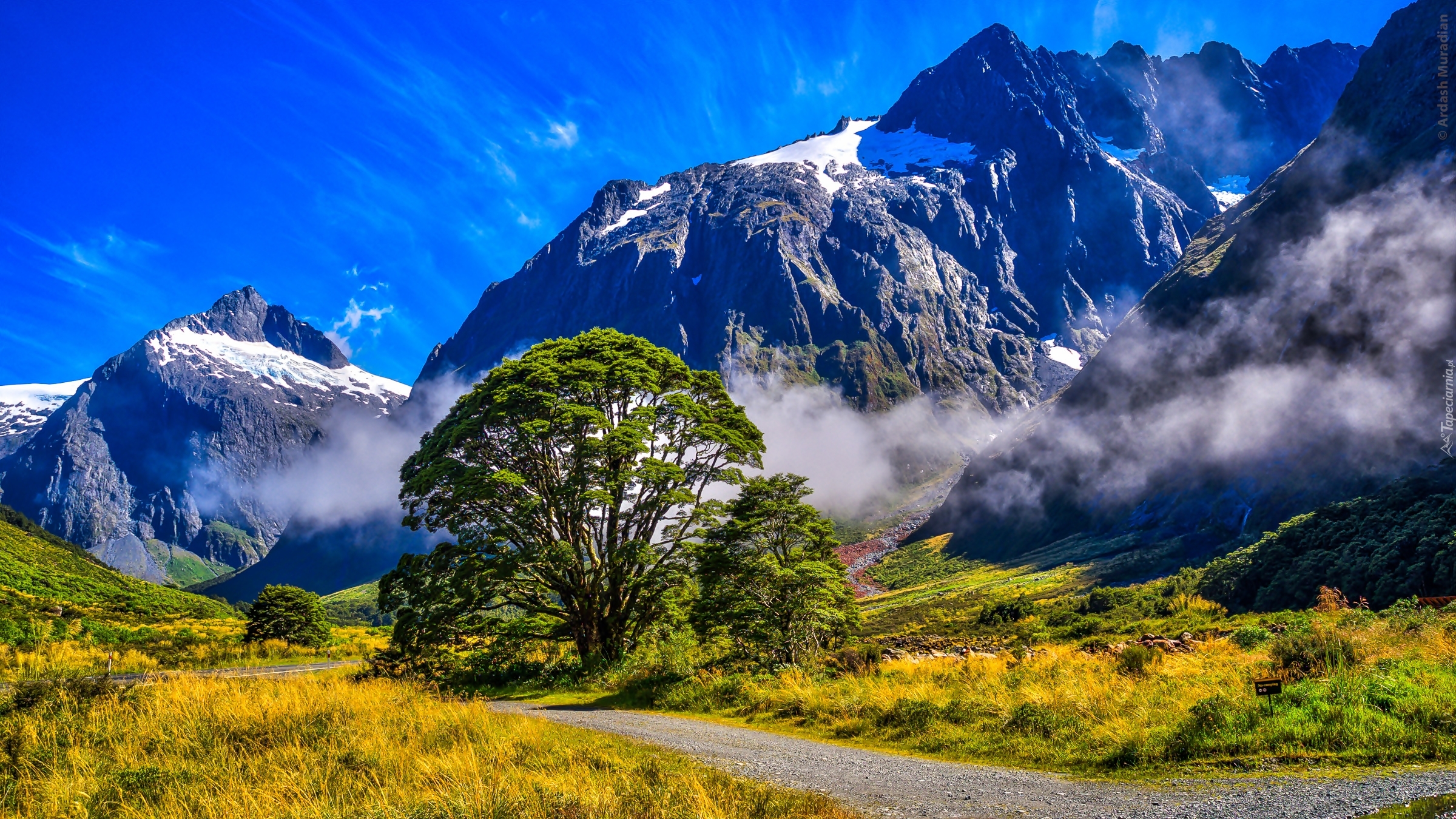 Nowa Zelandia, Góry, Mgła, Droga, Drzewo