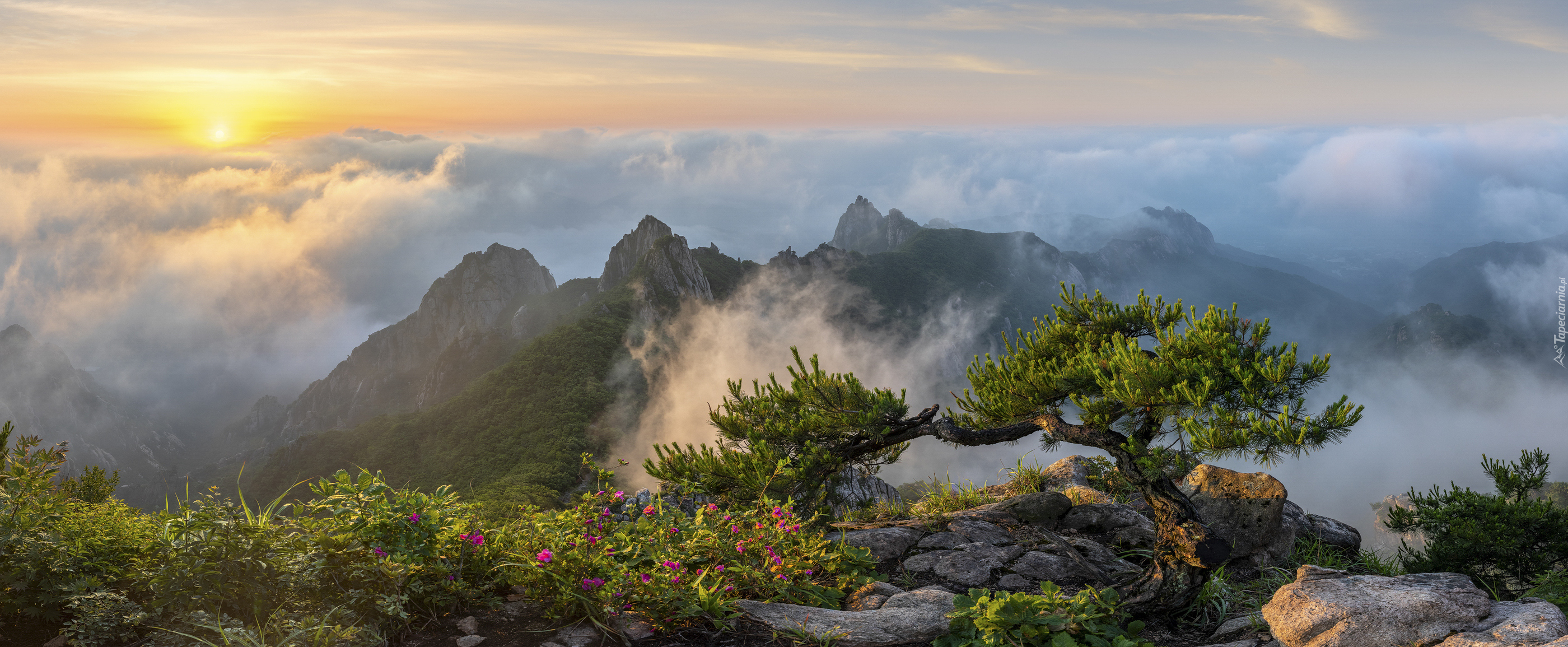 Góry Wolchulsan, Park Narodowy Wolchulsan, Skały, Sosna, Mgła, Wschód słońca, Korea Południowa