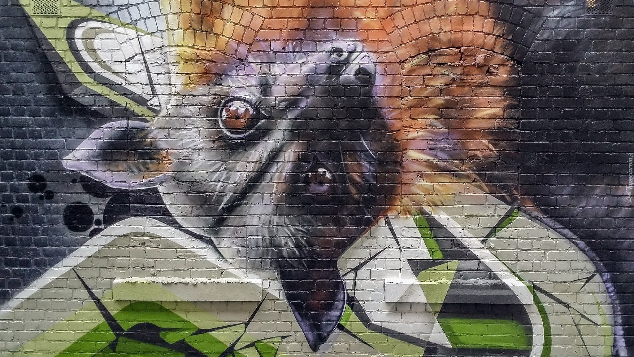 Ściana, Nietoperz, Street art
