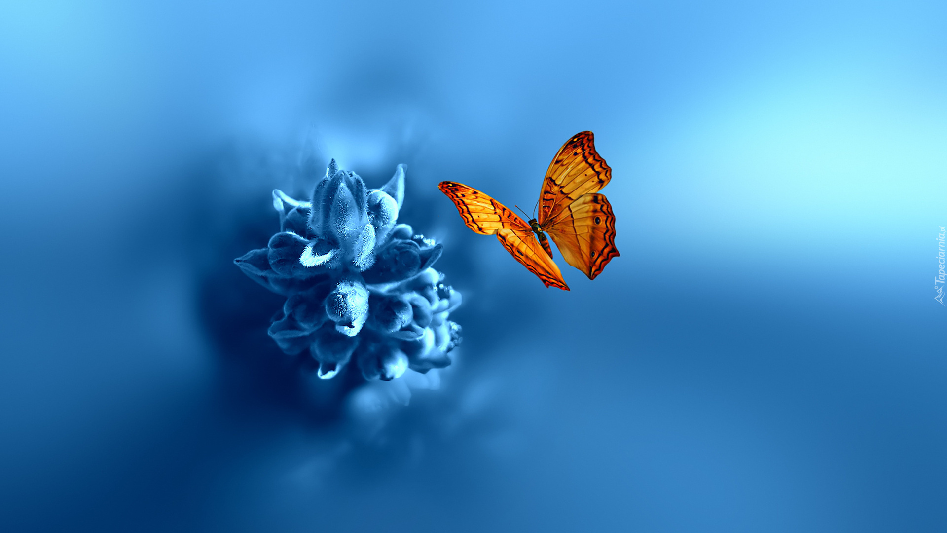Niebieski, Kwiat, Motyl