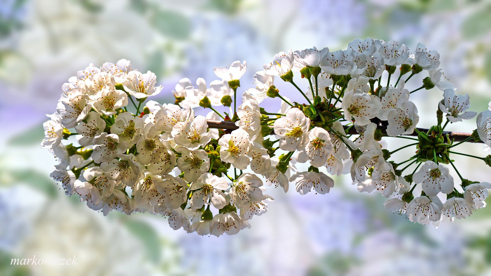 Białe, Kwiaty, Gałązka, Drzewo owocowe, 2D