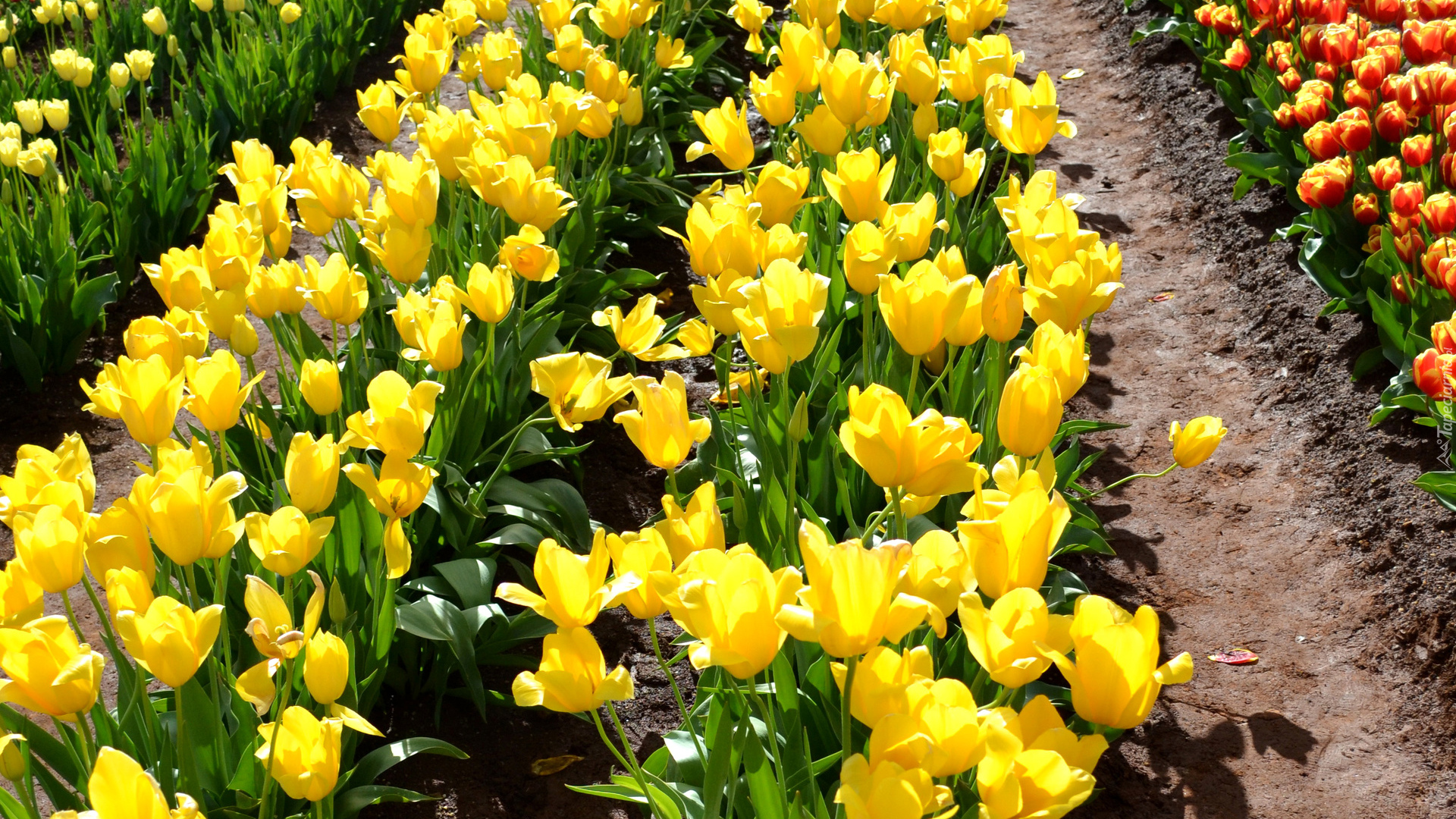 Kolorowe, Żółte, Tulipany