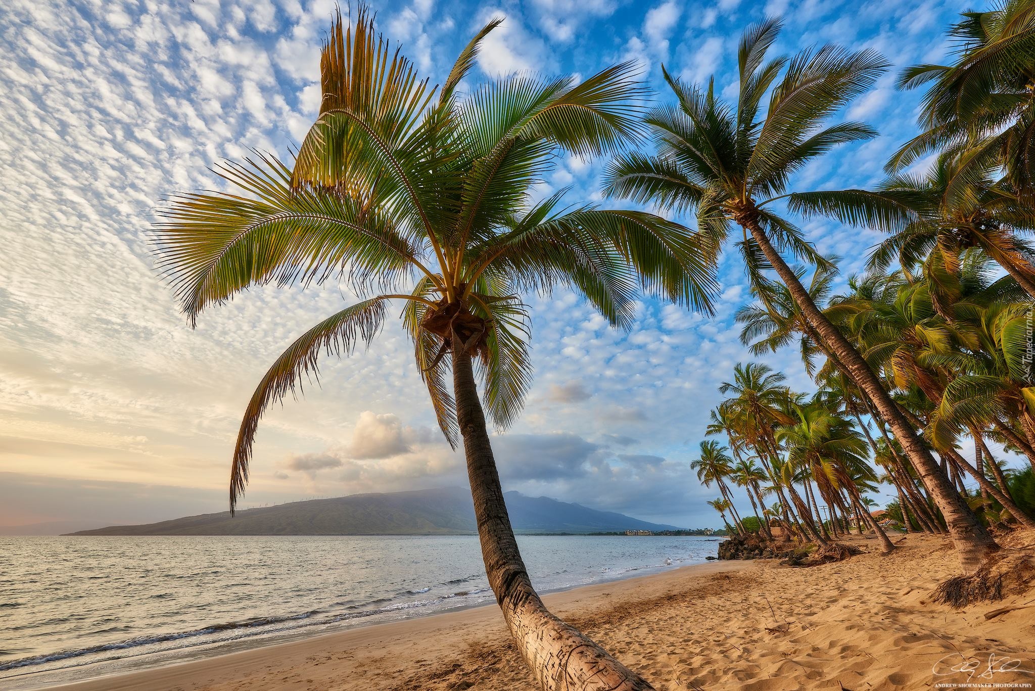 Hawaje, Wyspa Maui, Palmy, Plaża, Morze