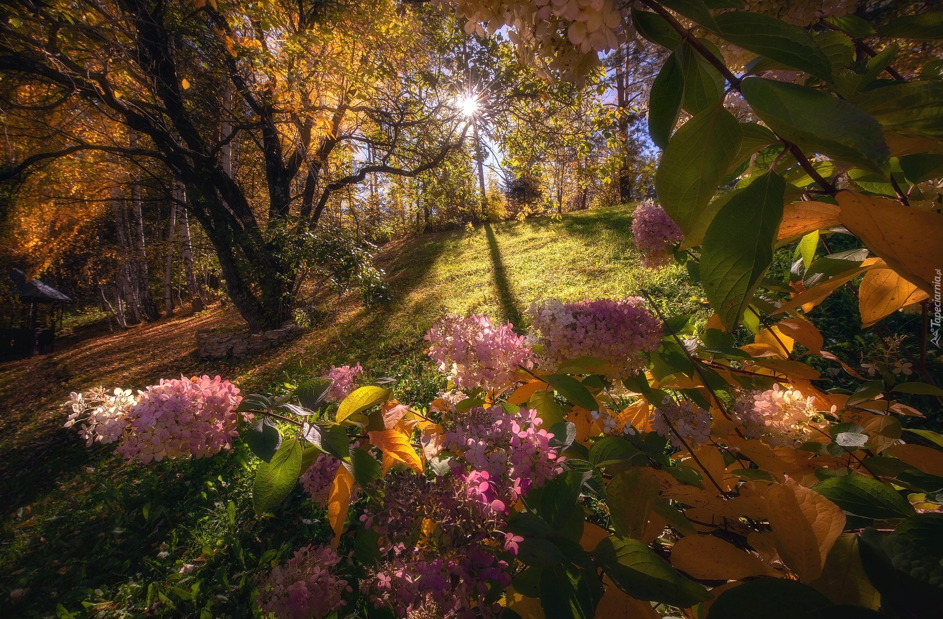 Kwiaty, Hortensje, Drzewa, Jesień, Promienie słońca