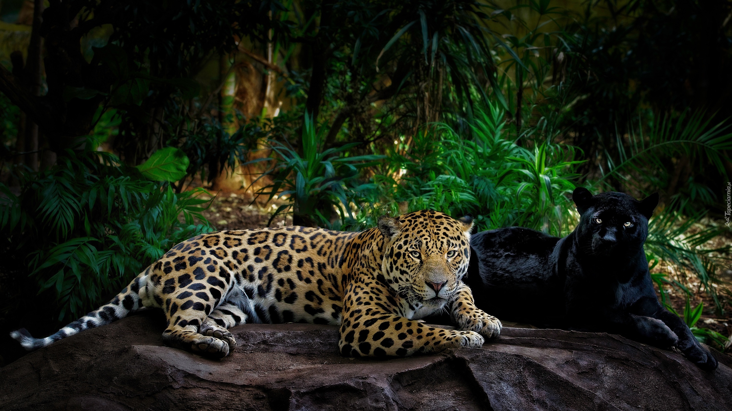 Czarna pantera, Jaguar, Skała, Grafika 2D