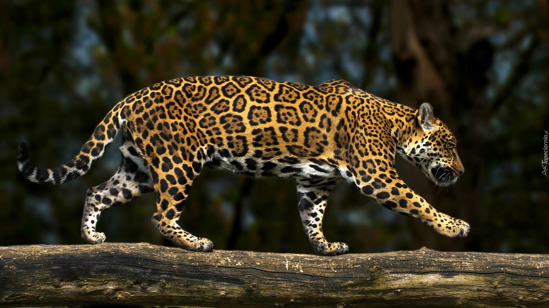 Jaguar, Spacer, Kłoda