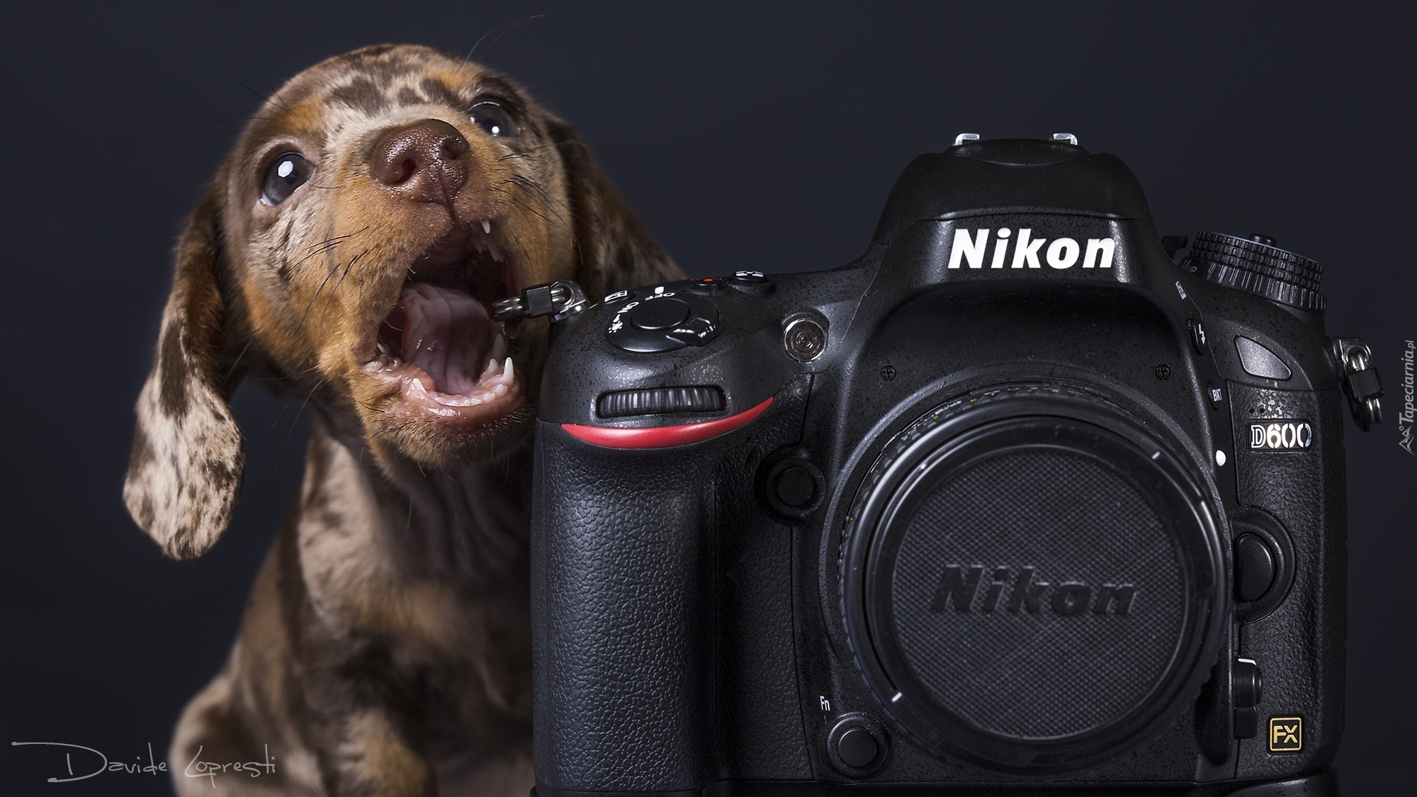 Jamnik krótkowłosy, Szczeniak, Aparat fotograficzny, Nikon