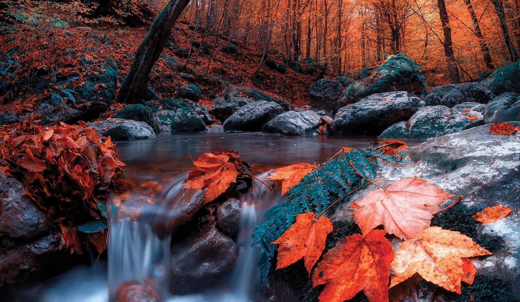 Jesień, Las, Drzewa, Liście, Rzeka, Kamienie