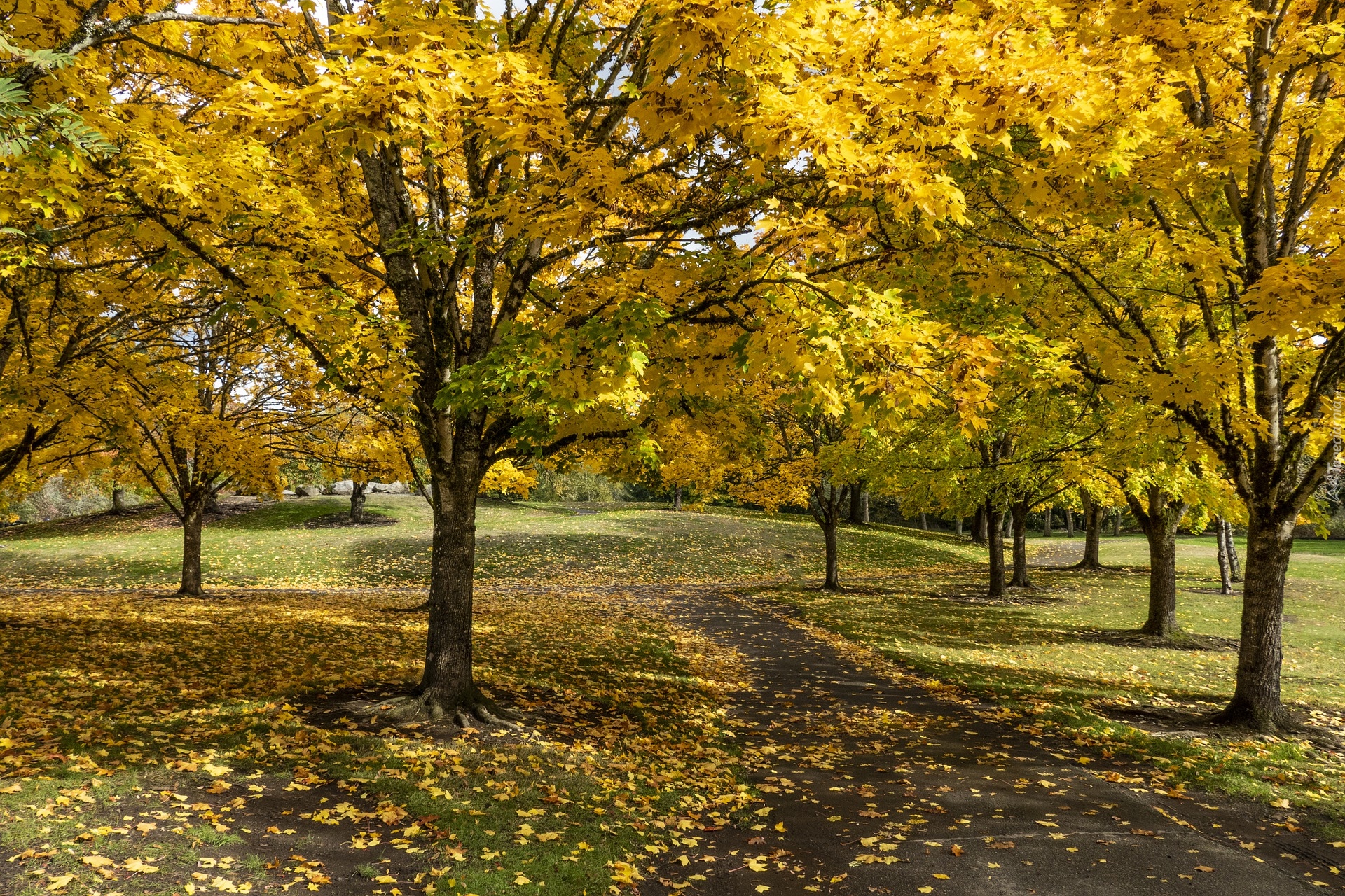 Jesień, Park, Pożółkłe, Drzewa, Ścieżka