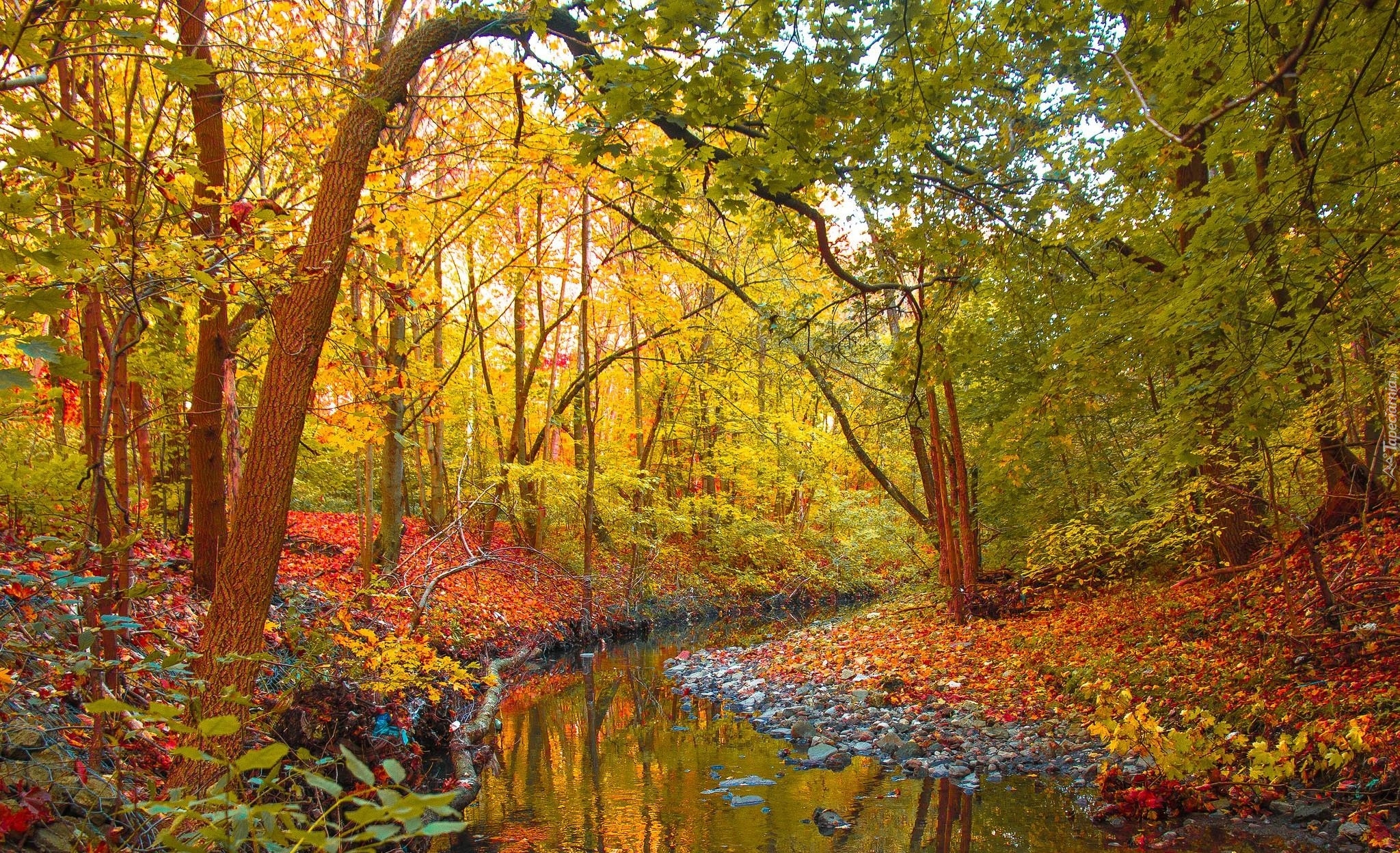 Las, Rzeka, Jesień, Drzewa