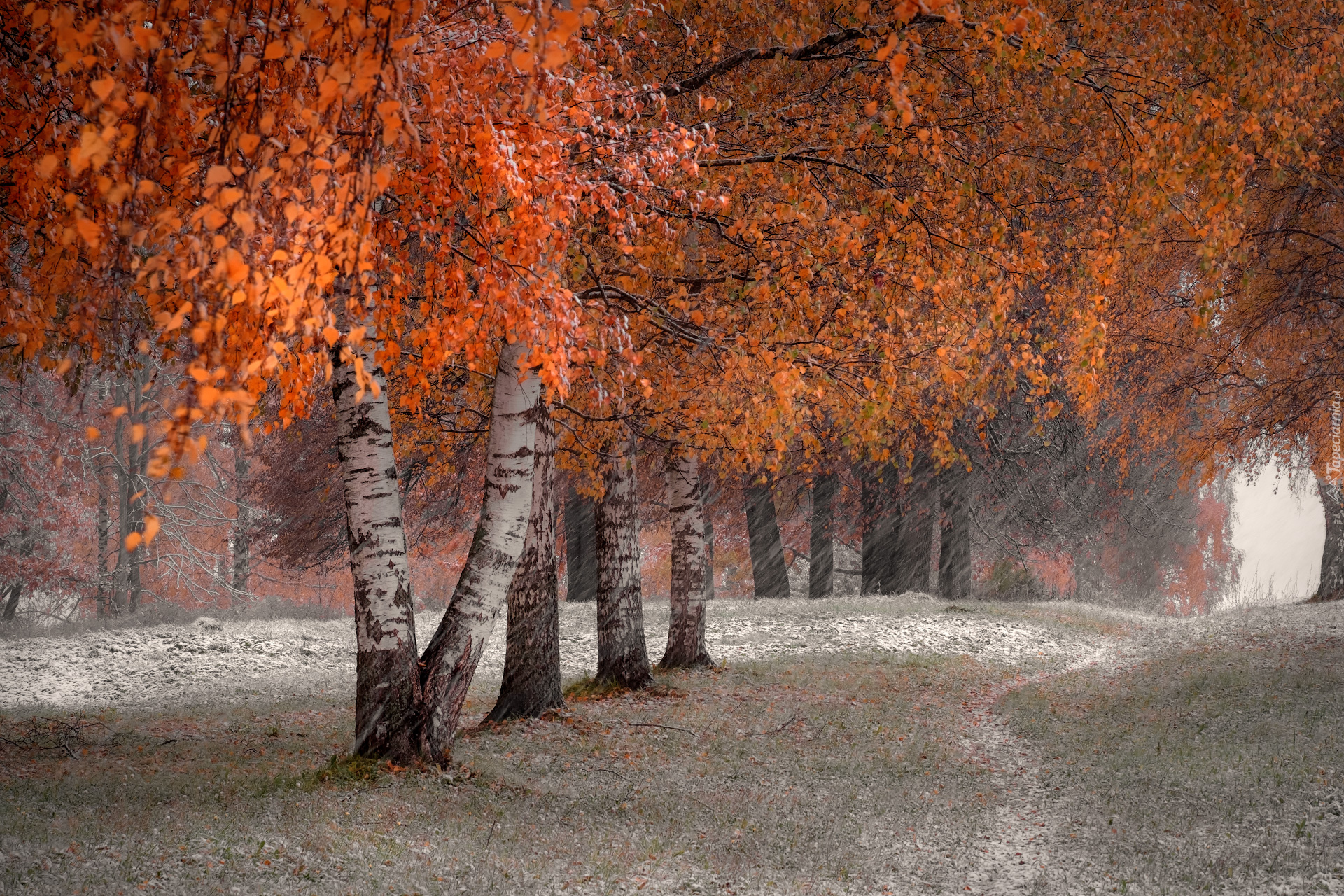 Jesień, Śnieg, Brzozy, Kolorowe, Liście, Ścieżka, Trawy