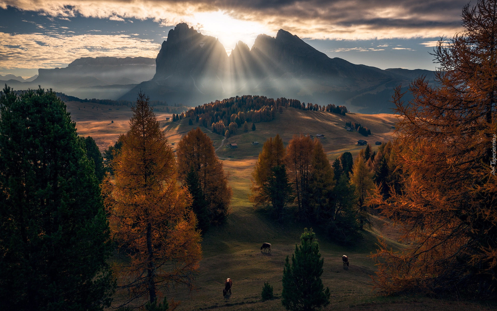 Jesień, Góry, Dolomity, Wzgórze, Promienie, Słońca, Świt, Drzewa, Krowy, Chmury, Włochy