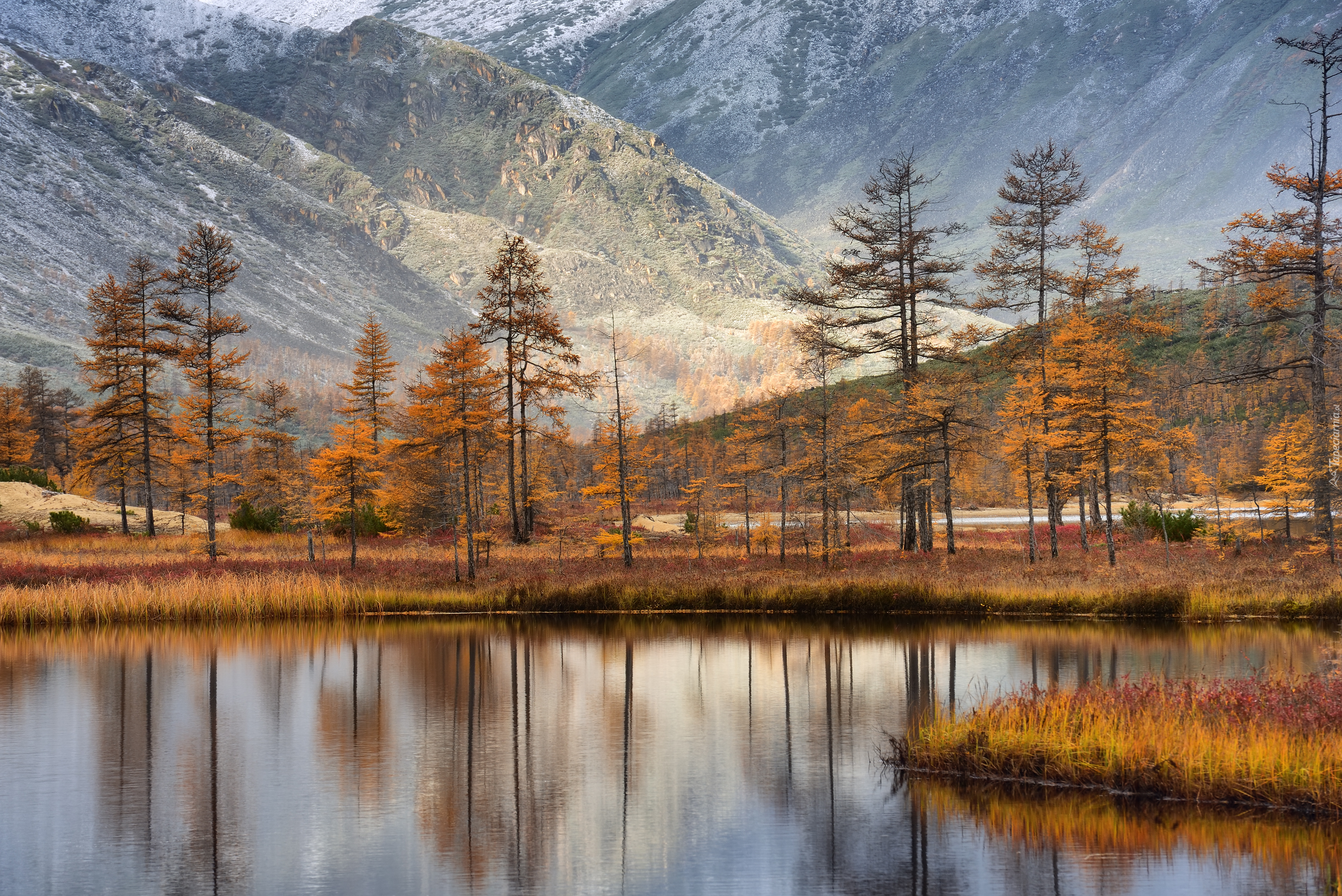Jesień, Drzewa, Góry Kołymskie, Jezioro Jacka Londona, Obwód magadański, Rosja