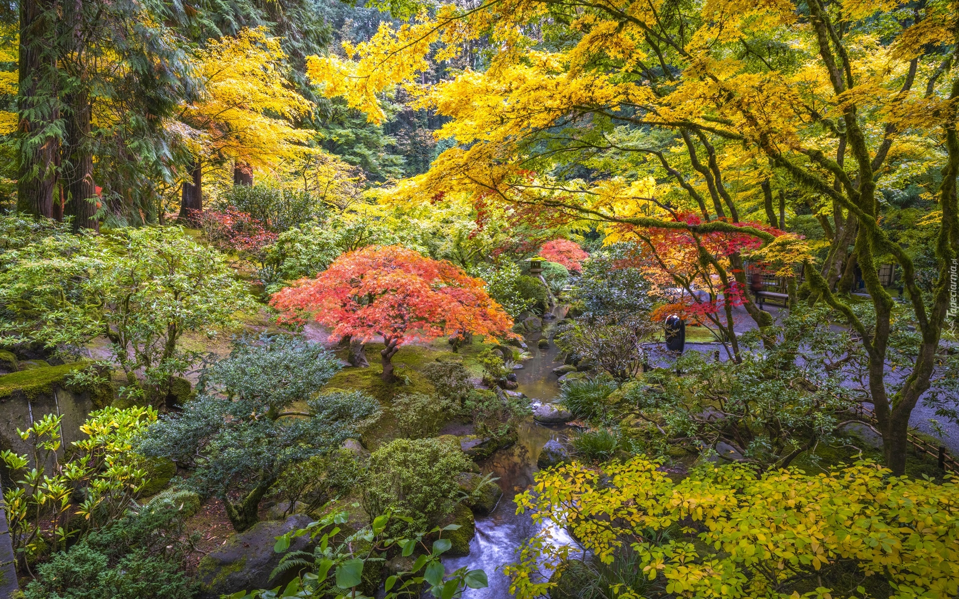 Ogród japoński, Drzewa, Jesień