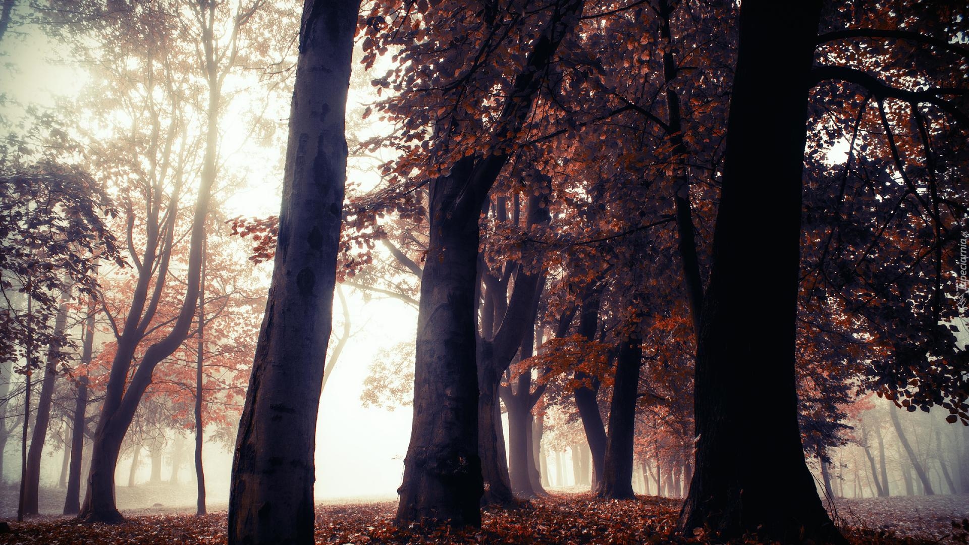 Park, Mgła, Drzewa, Jesień, Czerwono-brązowe, Liście