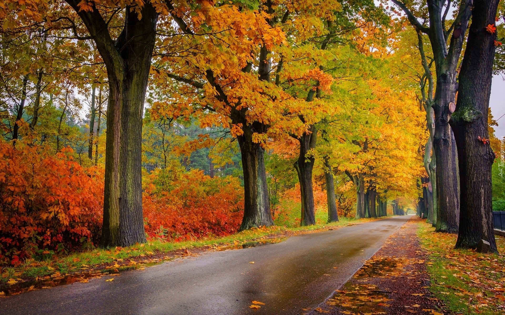 Droga, Drzewa, Jesień