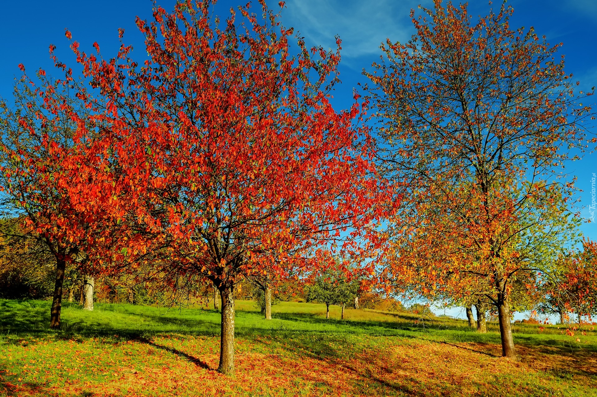 Jesień, Drzewa, Trawa, Kolorowe, Liście