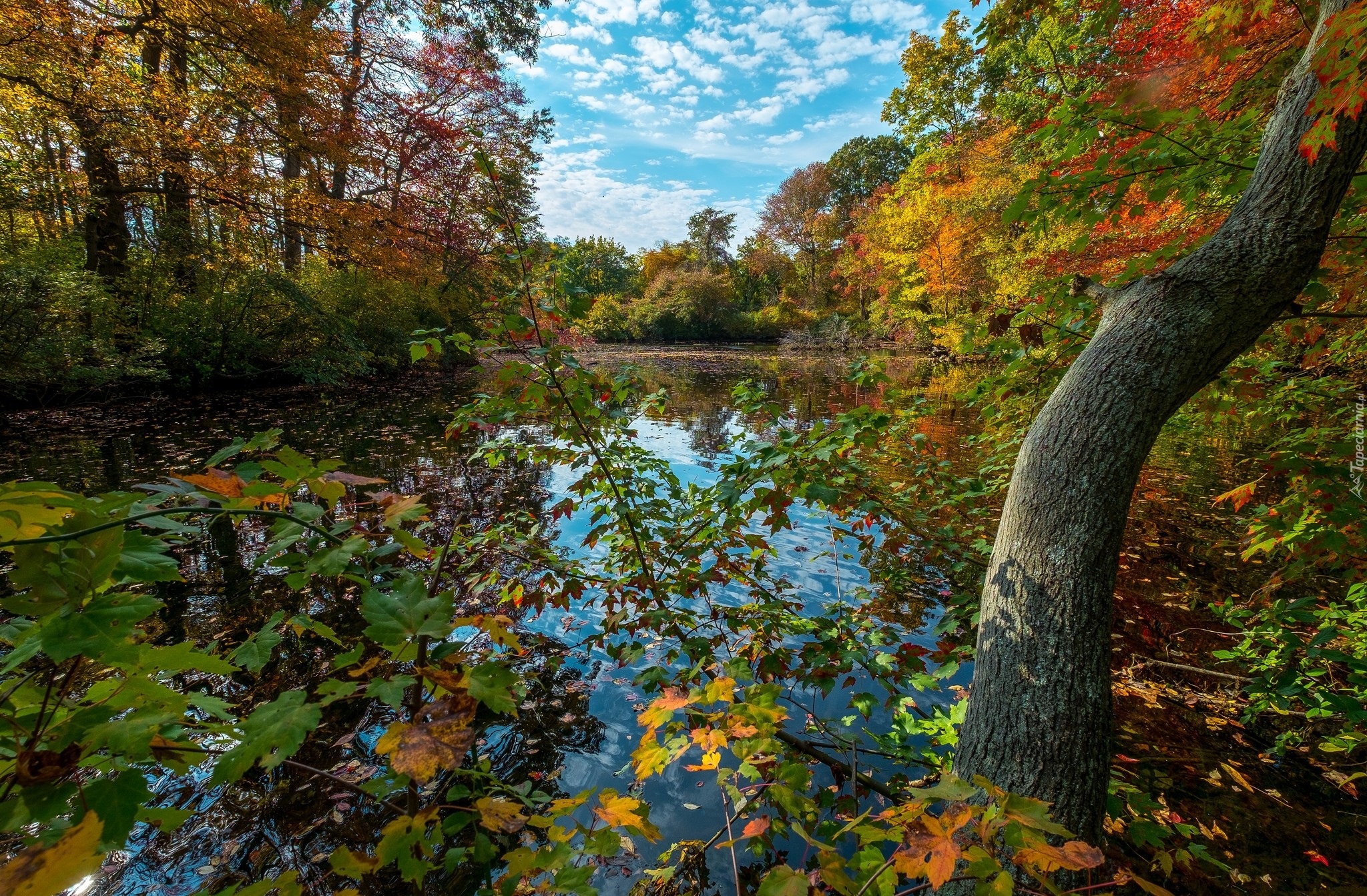 Jesień, Jezioro, Drzewa, Rośliny