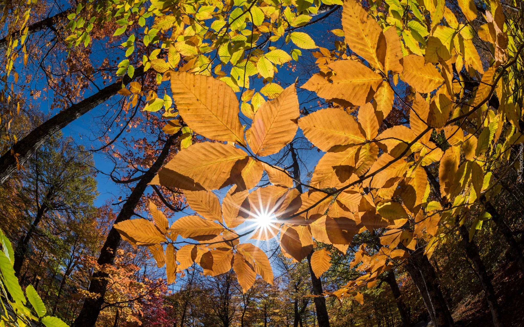 Jesień, Liście, Drzewa, Gałęzie, Promienie słońca