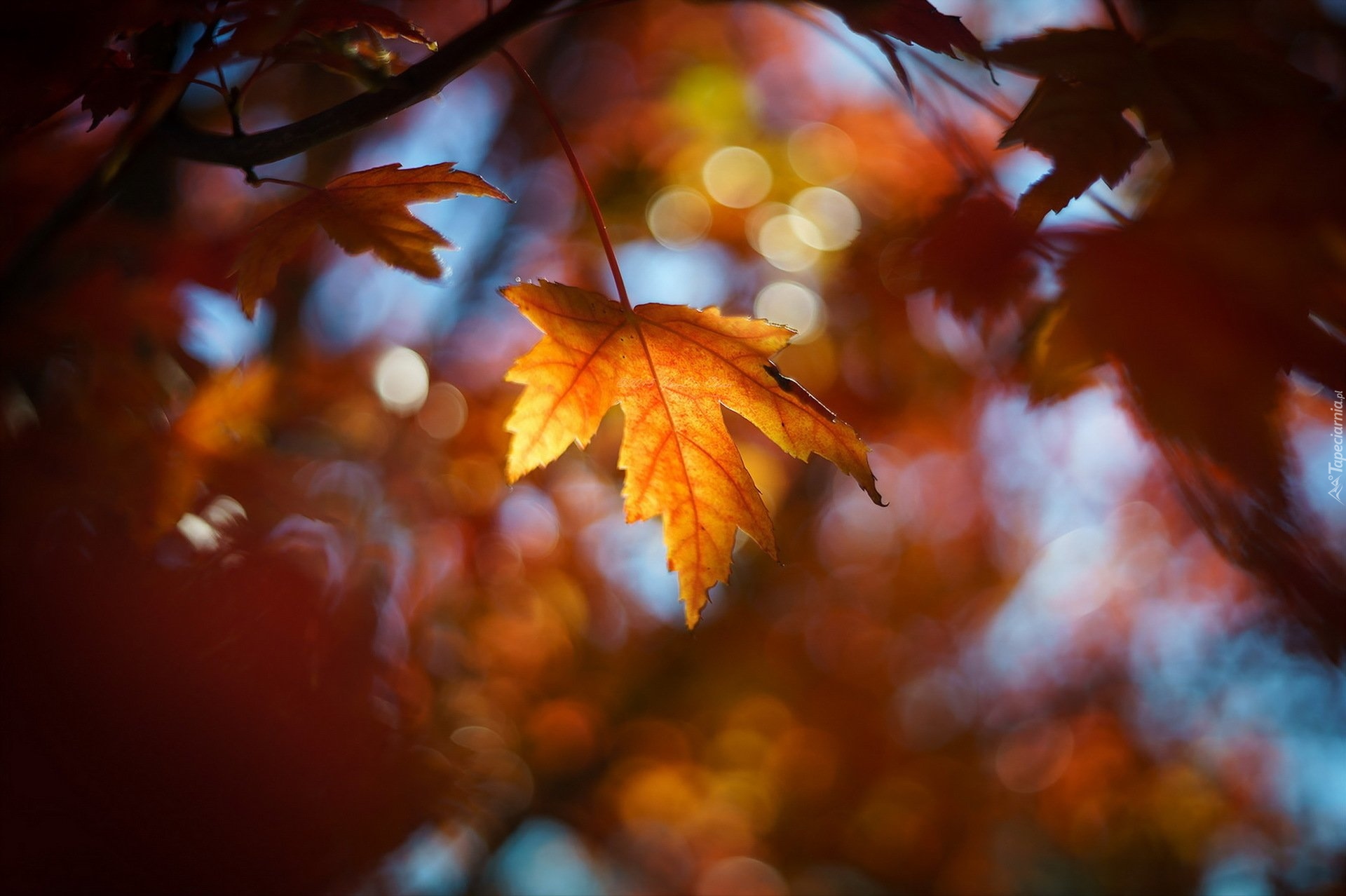 Jesień, Drzewo, Klon, Liście