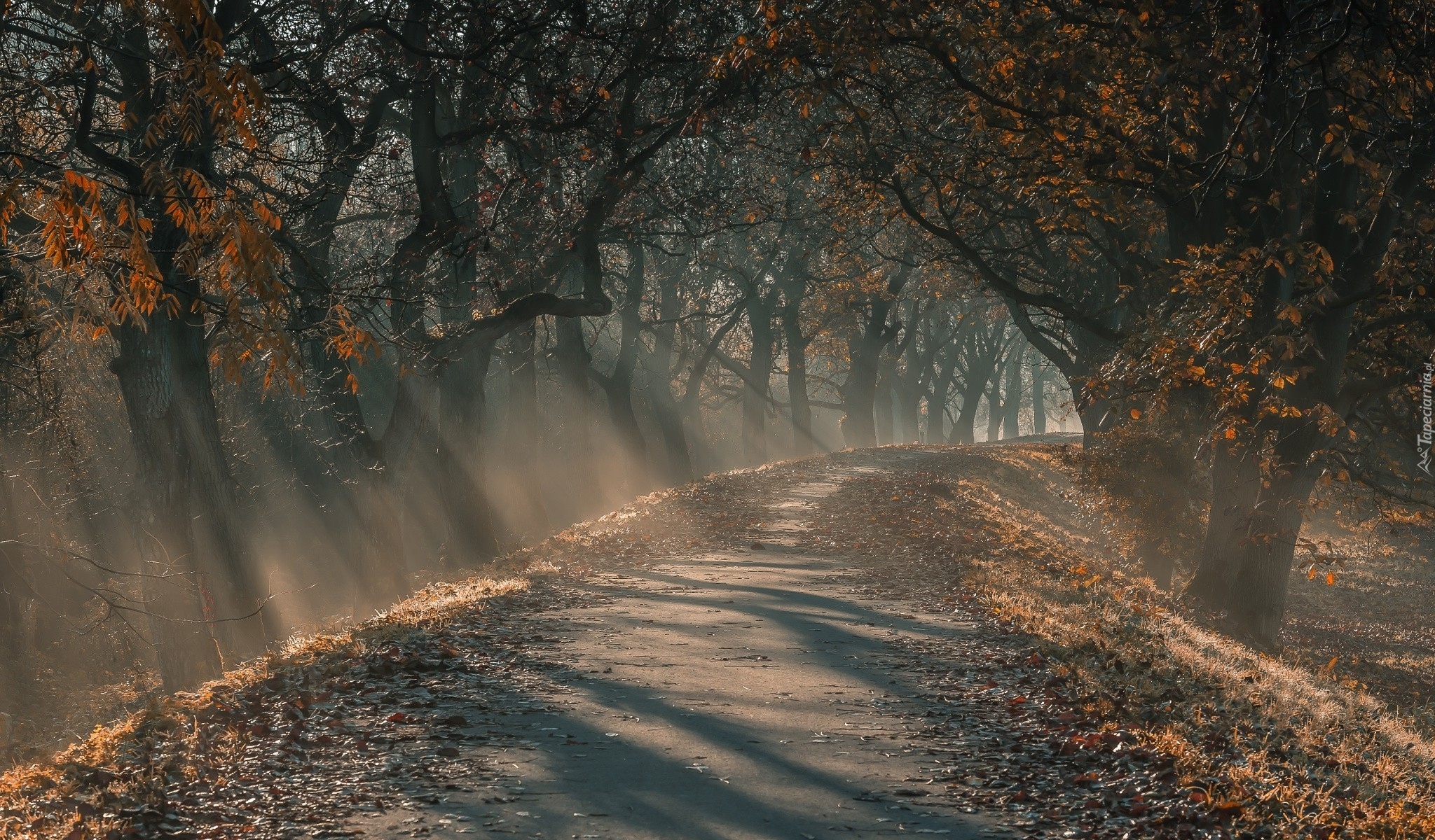 Droga, Drzewa, Mgła, Jesień, Przebijające Światło