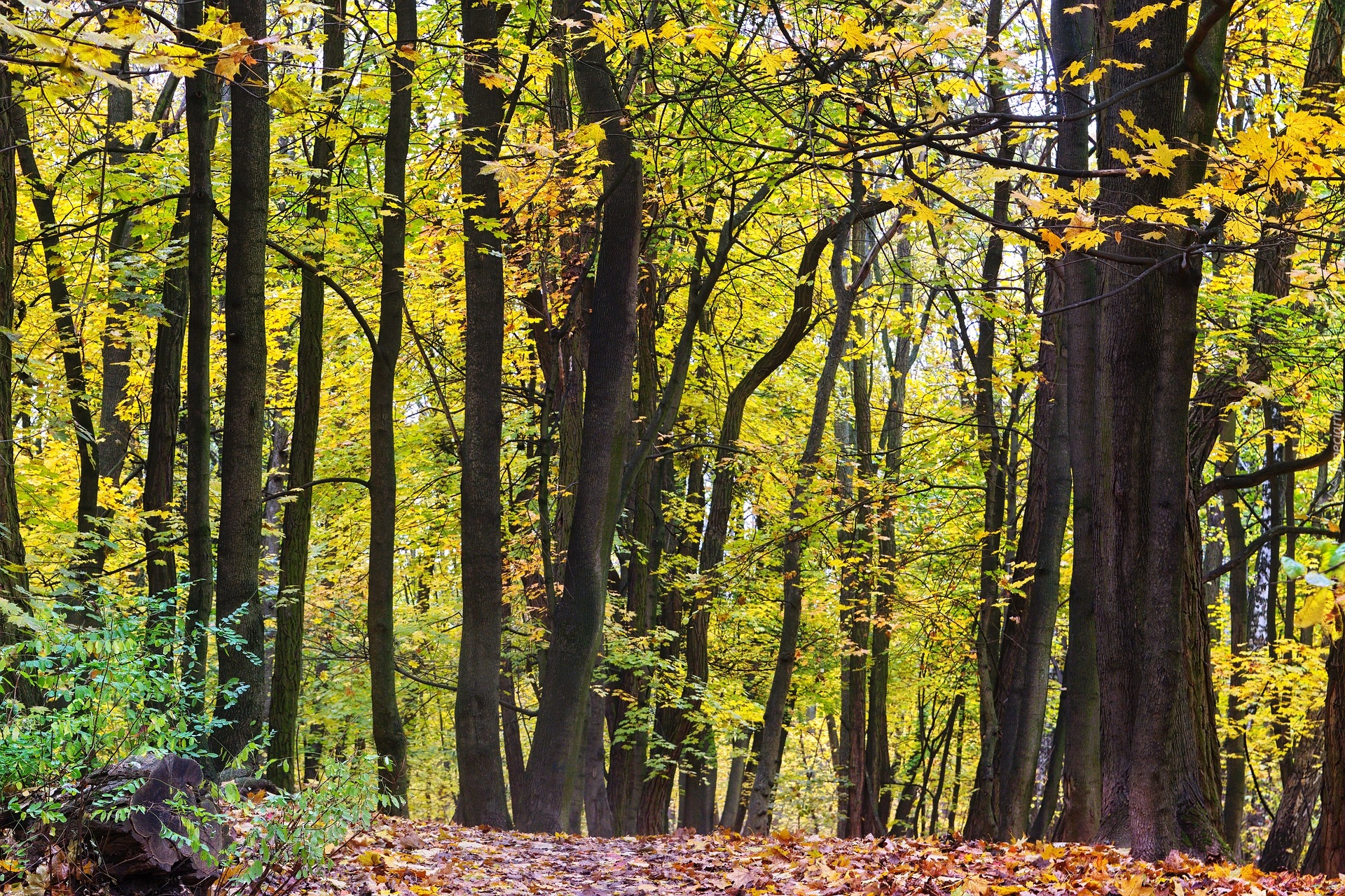 Las, Drzewa, Jesień, Pożółkłe, Liście